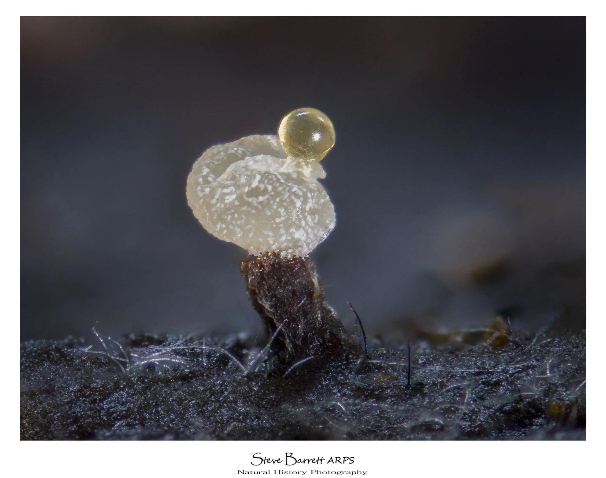 Slime Mold