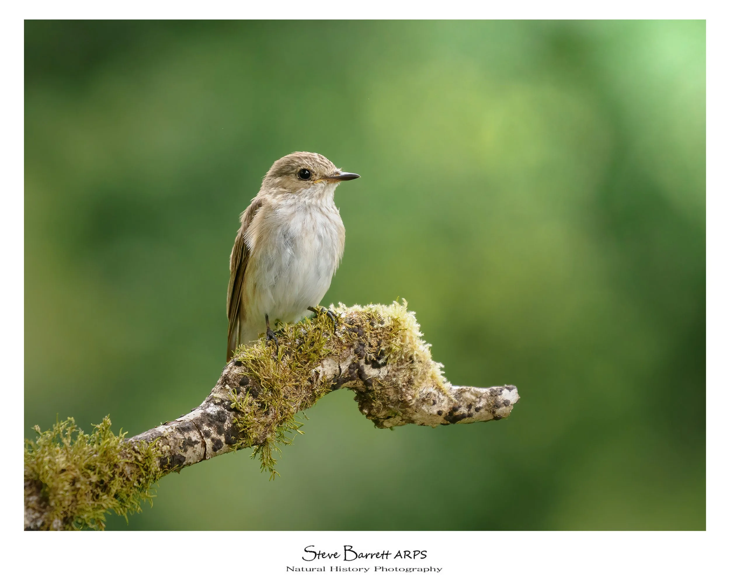 Spotted Flycatcher