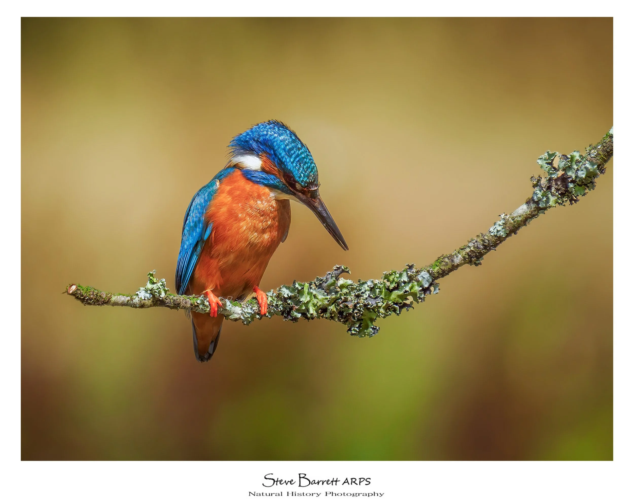 Kingfisher