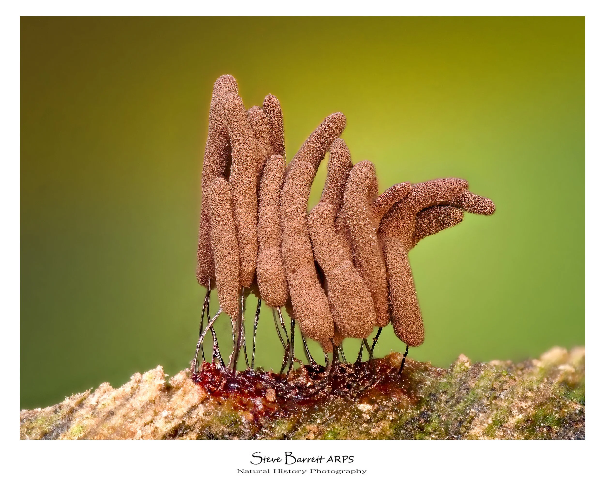 Cocolate Tube Slime Mold