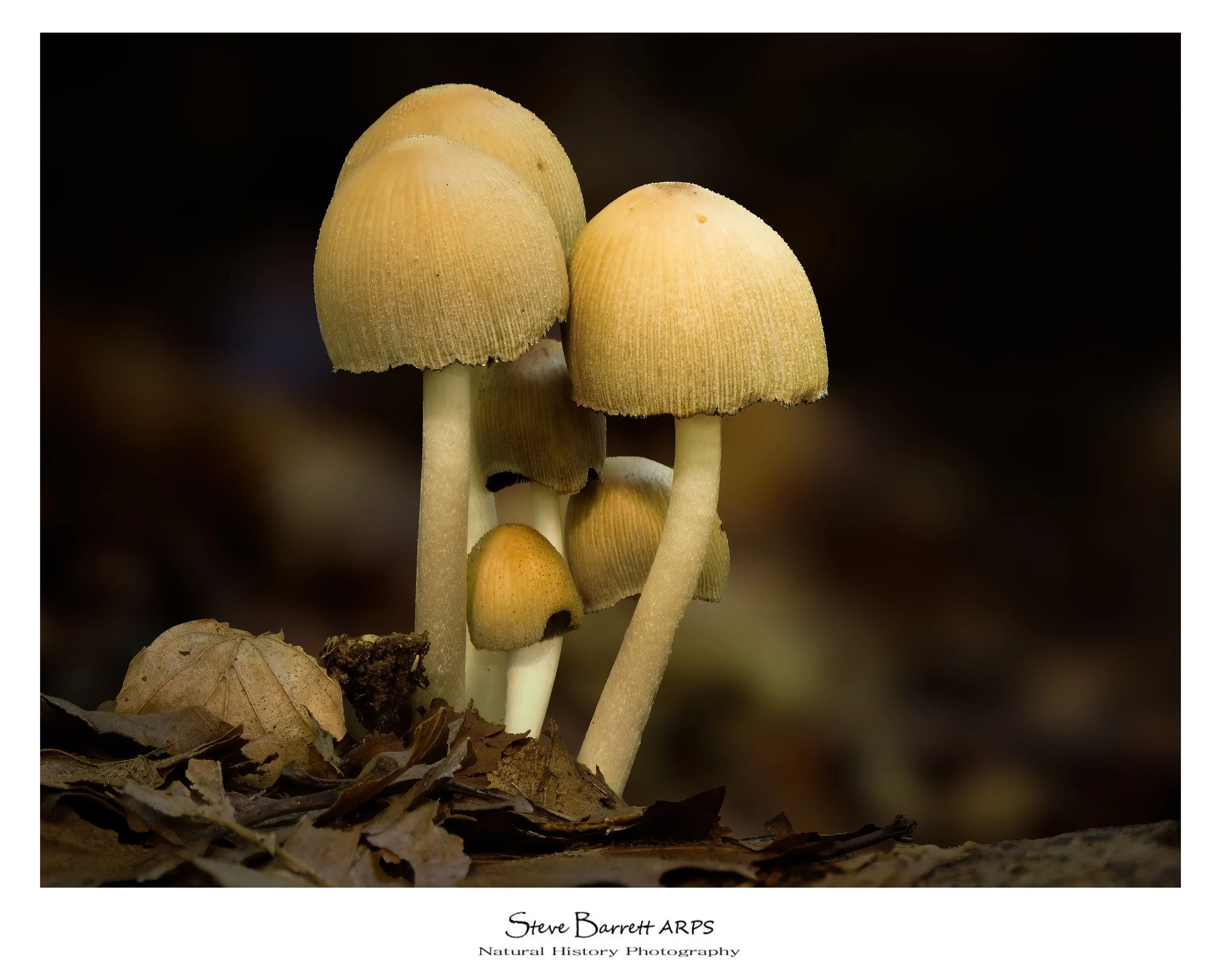 Glistening Inkcap