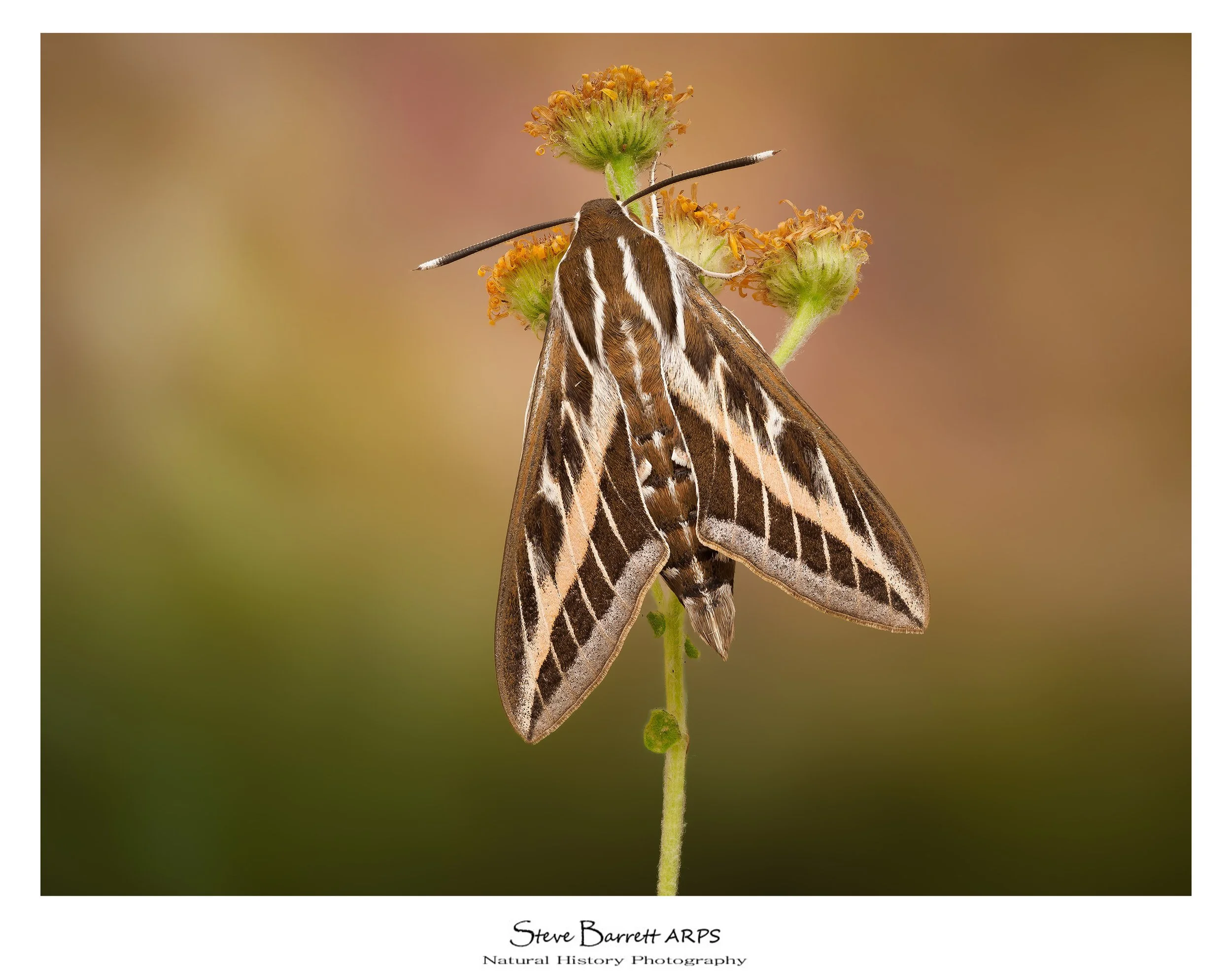 Striped Hawkmoth
