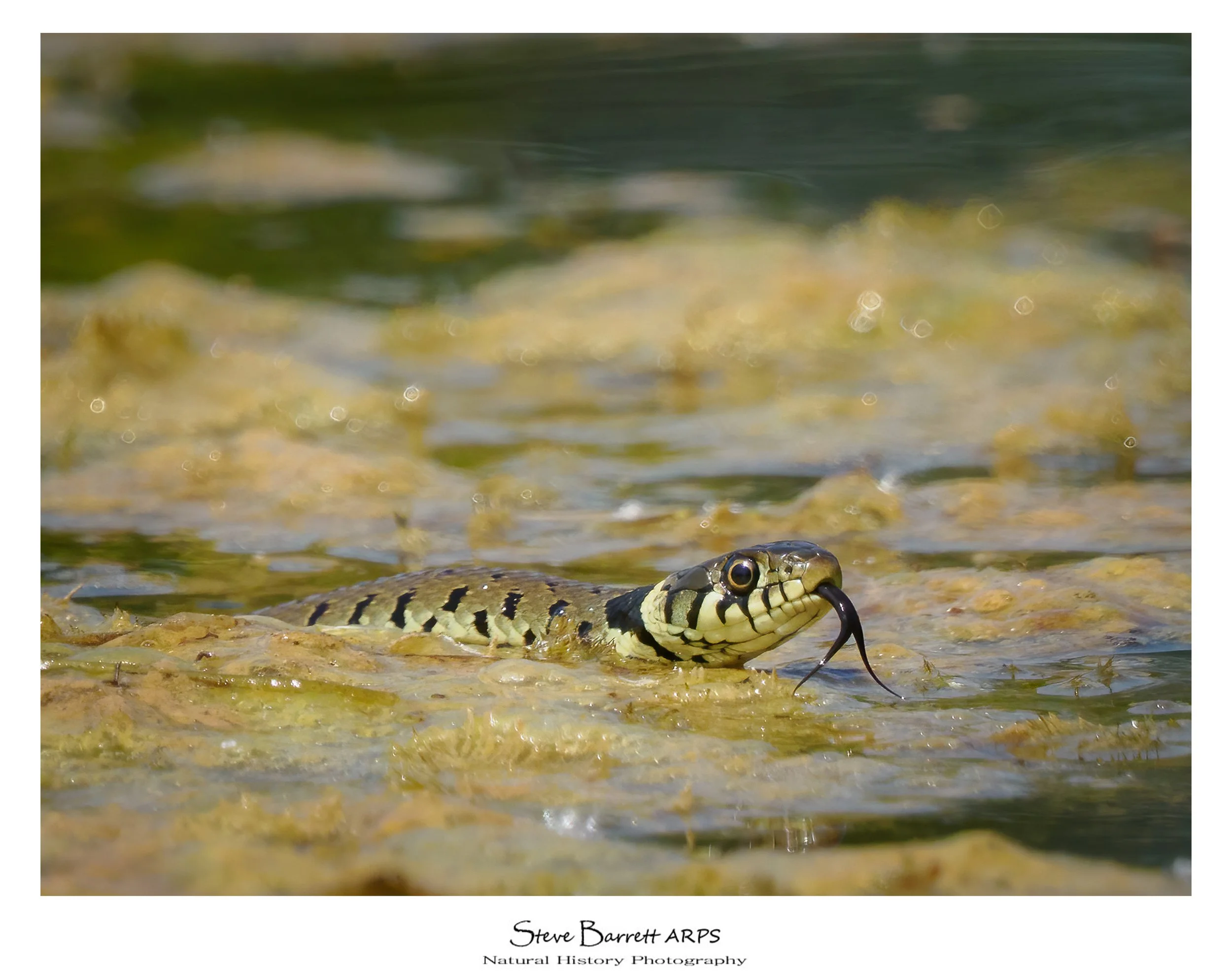 Grass Snake