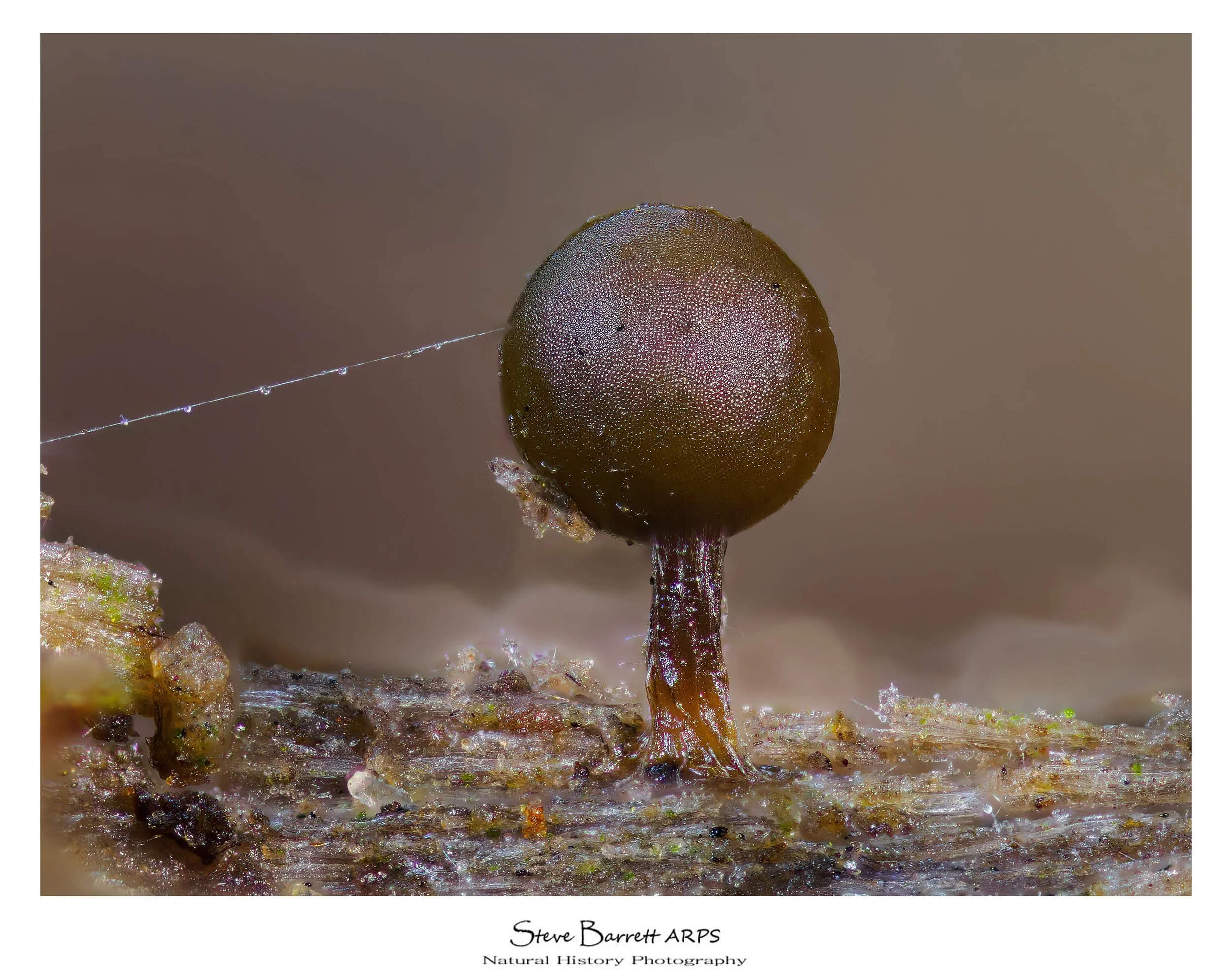 Slime Mold