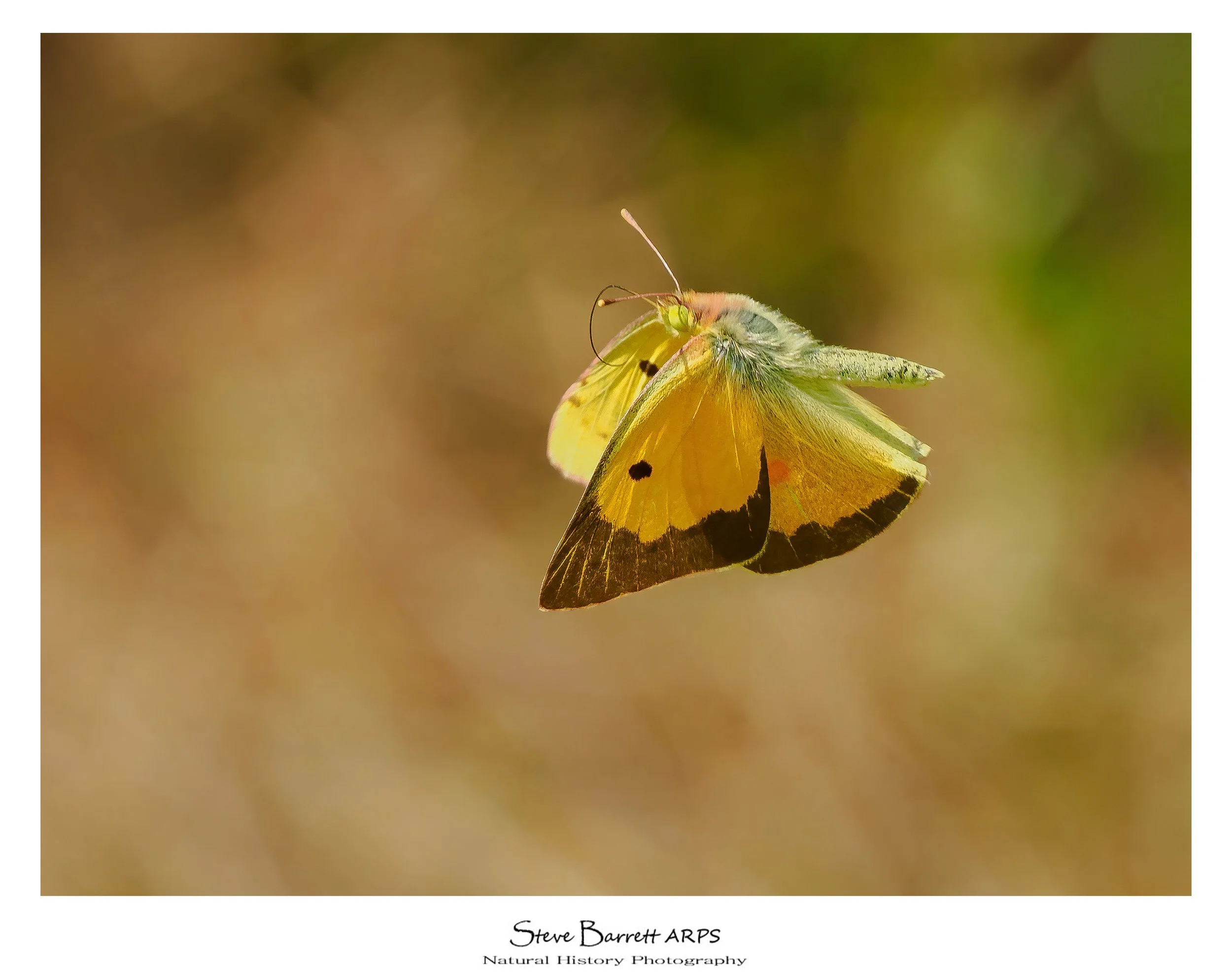 Clouded Yellow