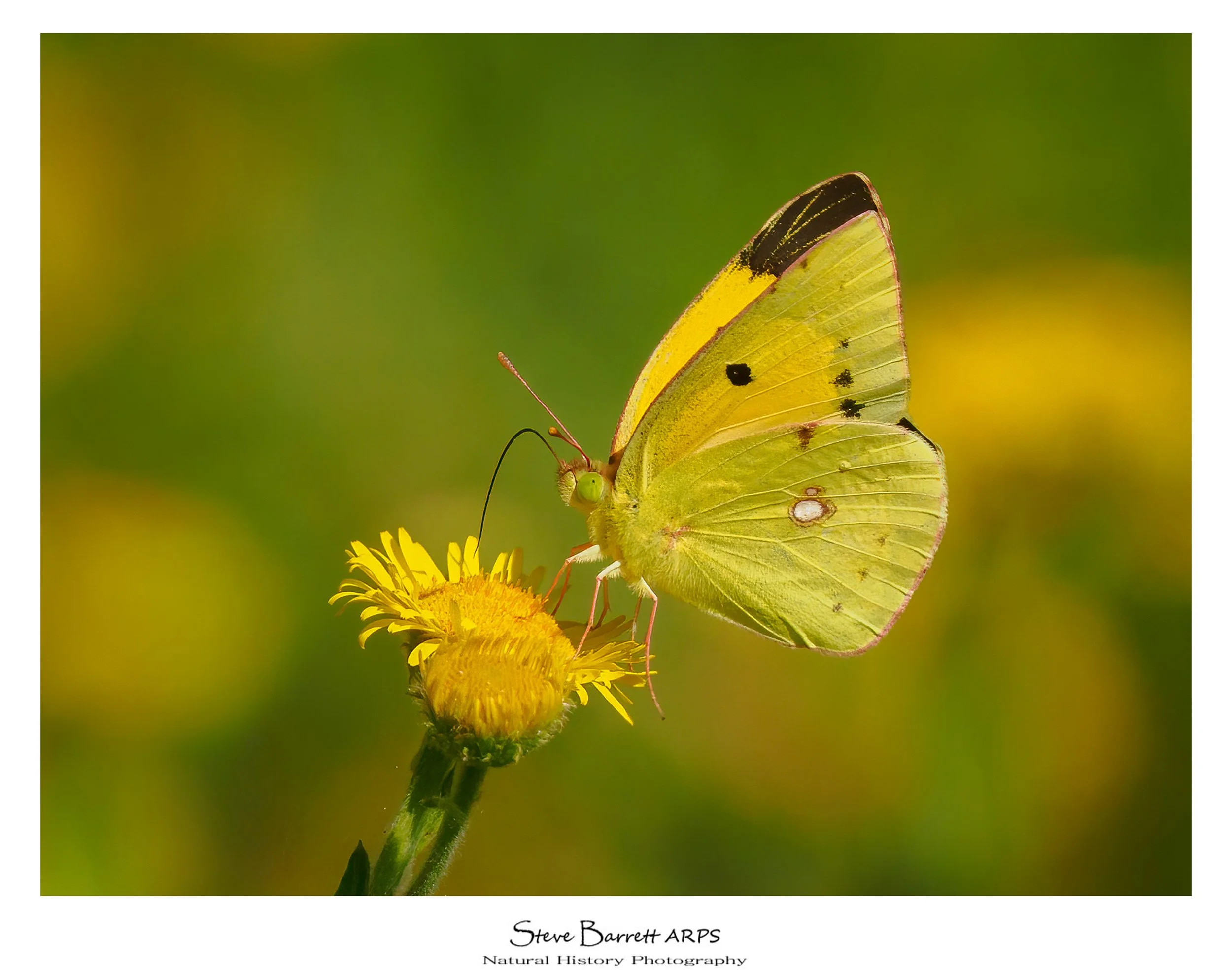 Clouded Yellow