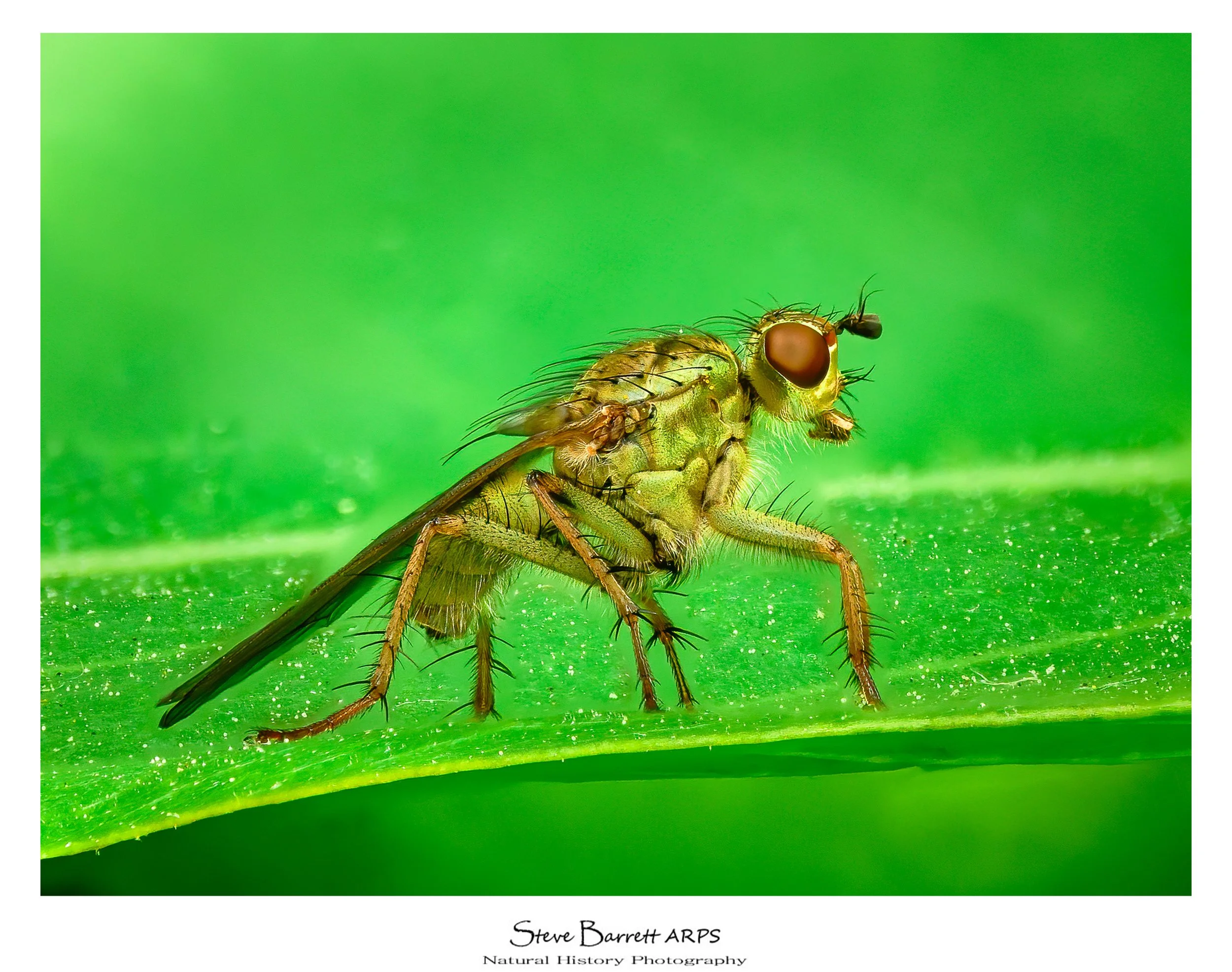 Yellow Dung Fly