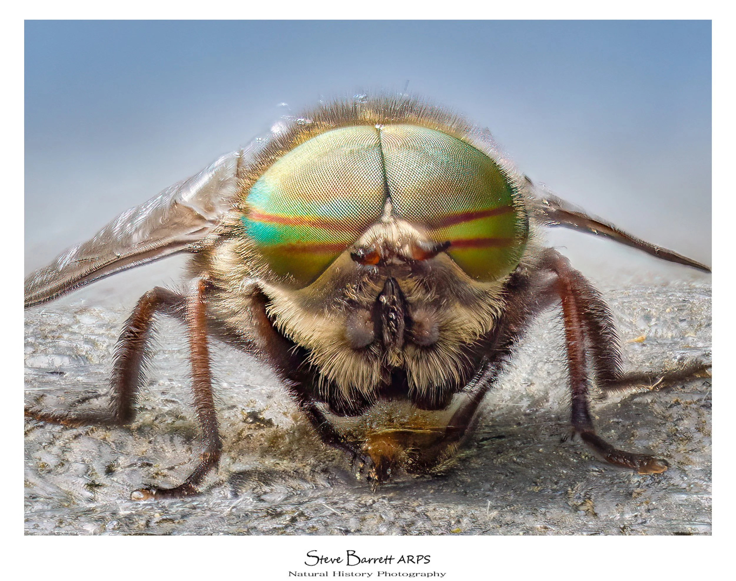 Robber Fly