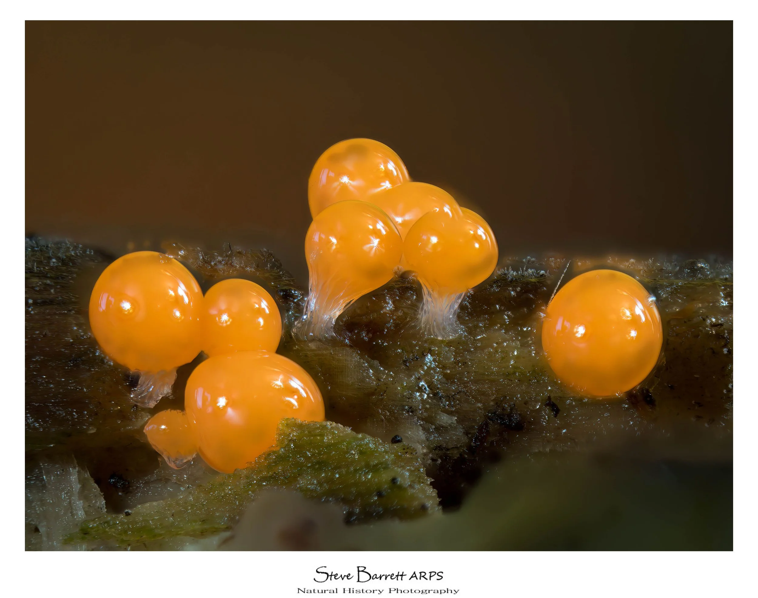 Slime Mold