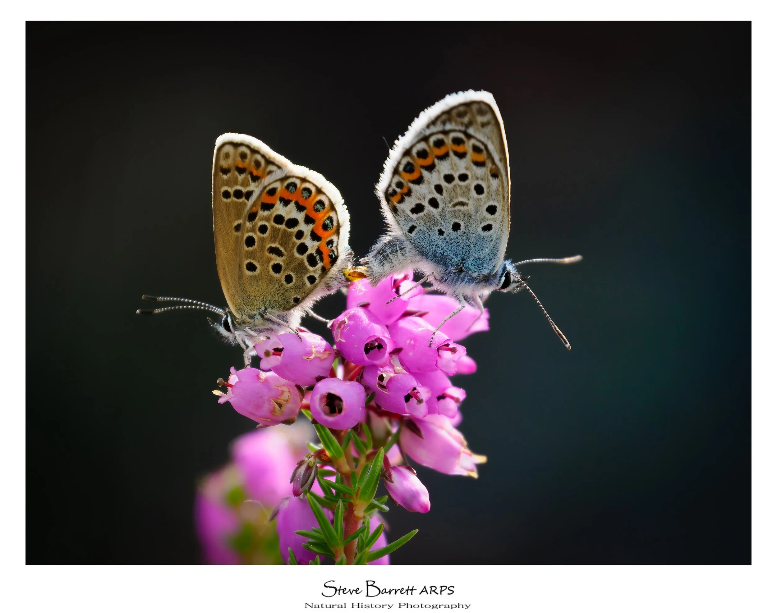Silver Studded Blue