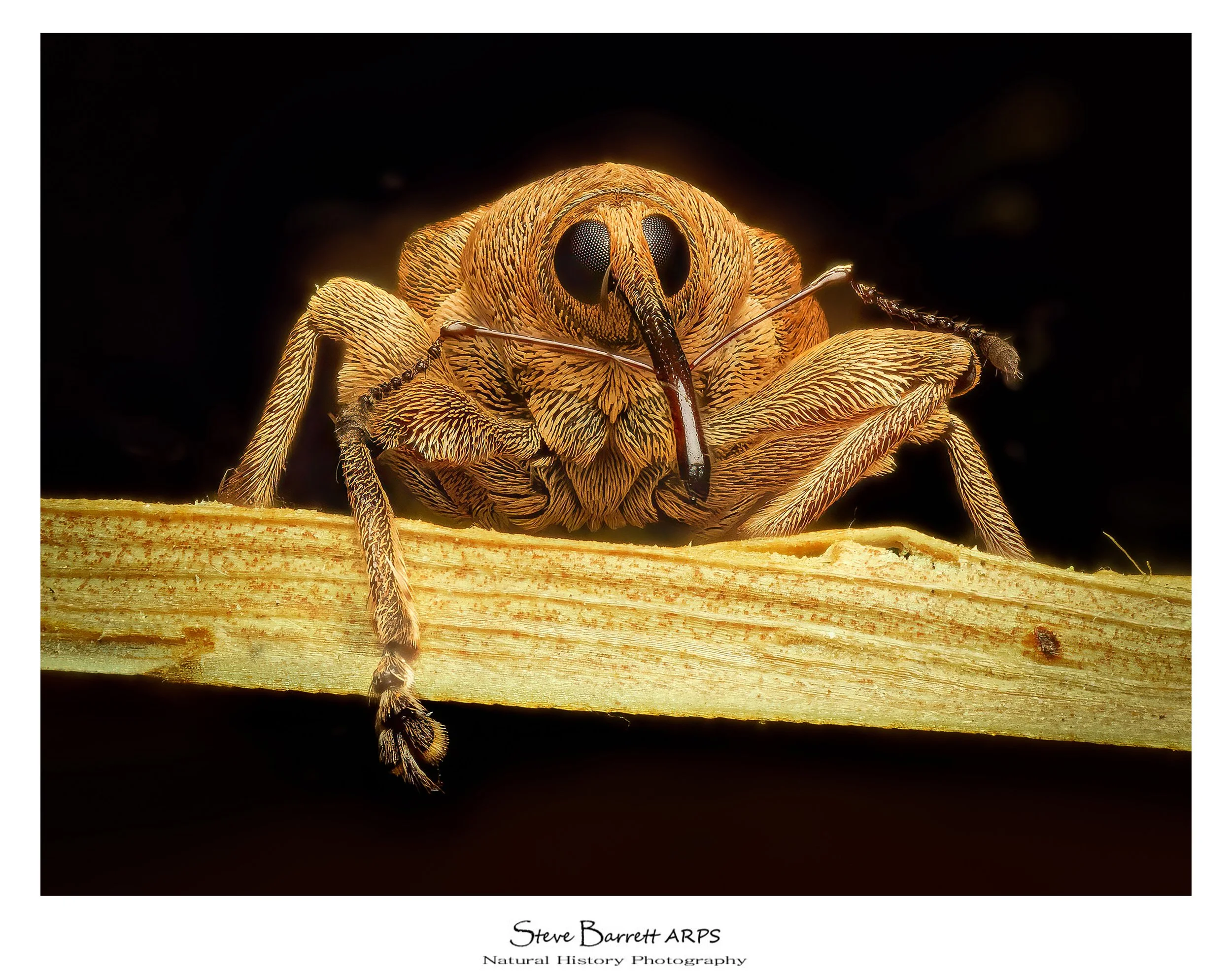 Acorn Veevil