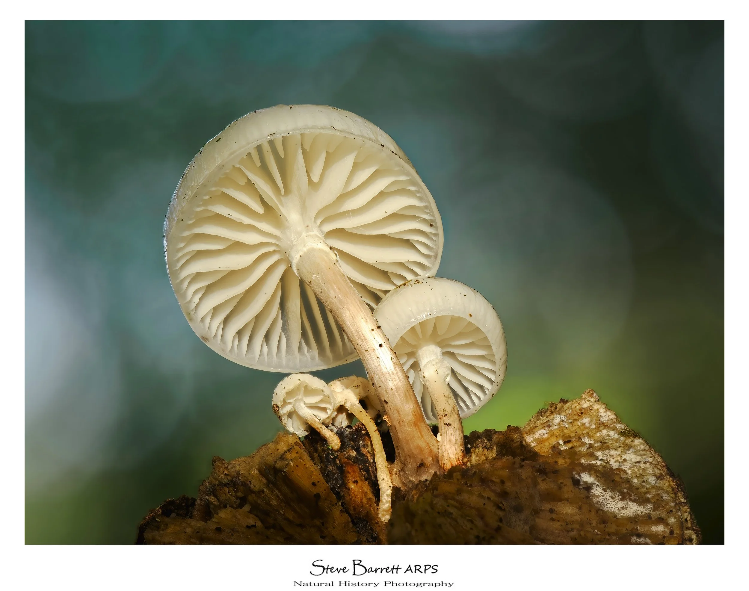 Porcelain Fungi