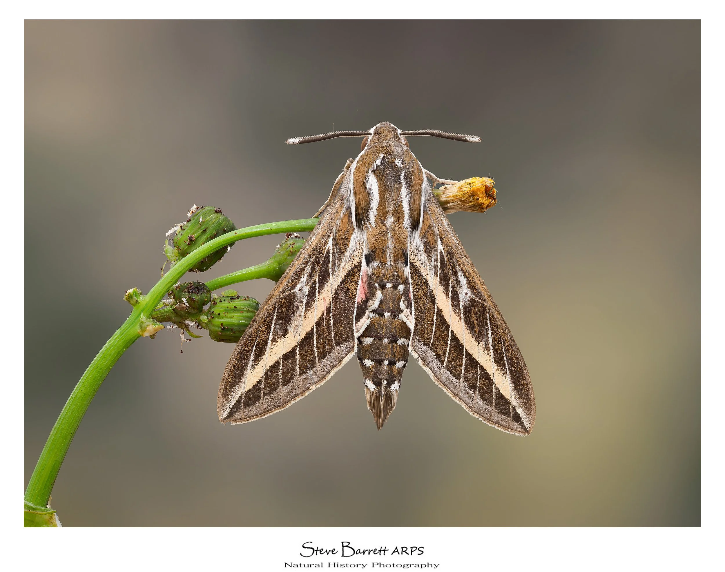 Sriped Hawkmoth