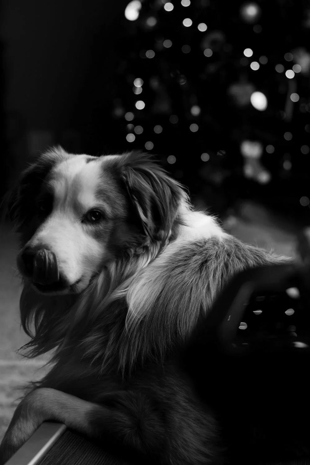 aussie in front of christmas tree