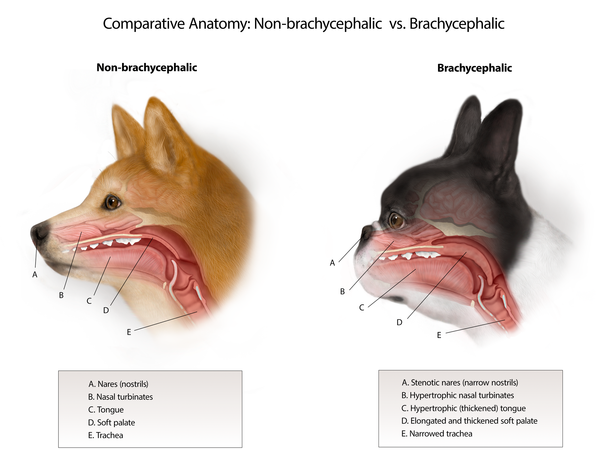 Brachycephalic dog vs. Non-brachycephalic dog comparison.png