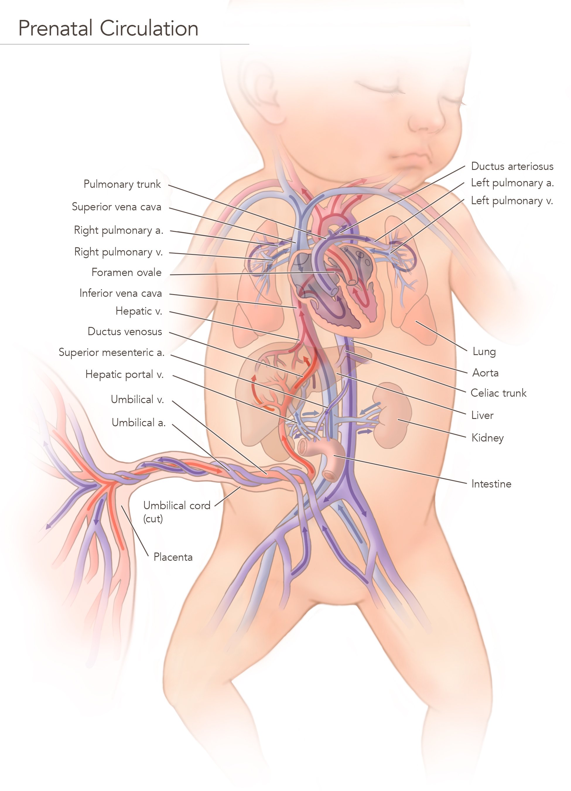 Prenatal Circulation Portfolio.jpg