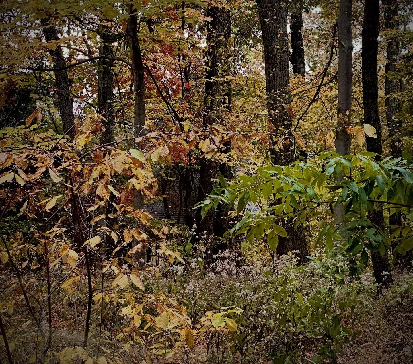 This is the time to see! 
Looking is not enough. 
Fall says so loudly that nothing is permanent and that there is beauty in decay. It&rsquo;s time to loosen your grip and let go. 
It is shouting at us - Hey! The world is magical! 
I mean, the colors.