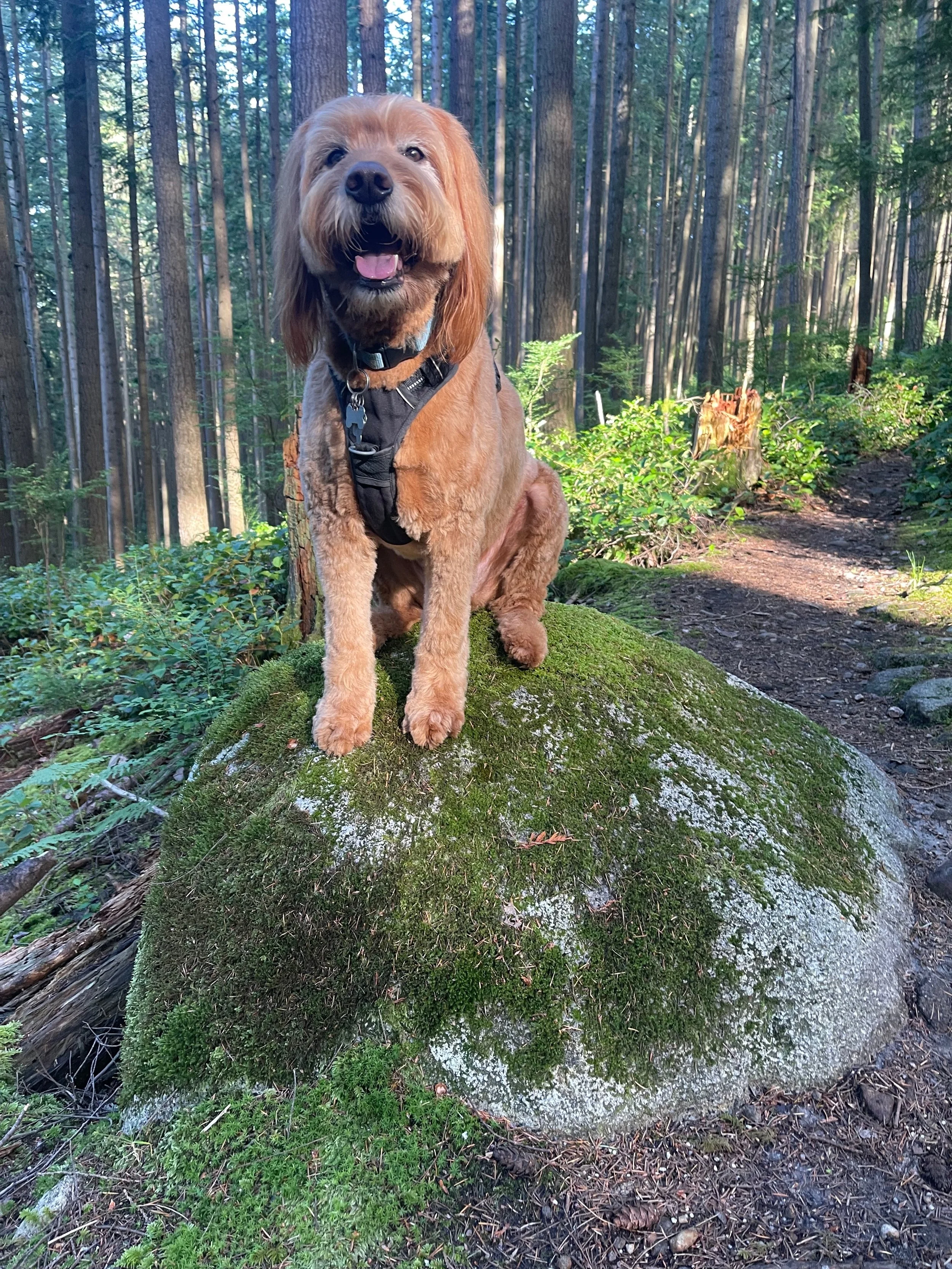 Leading with Curiosity: A Practical Skill for Better Conversations at Work