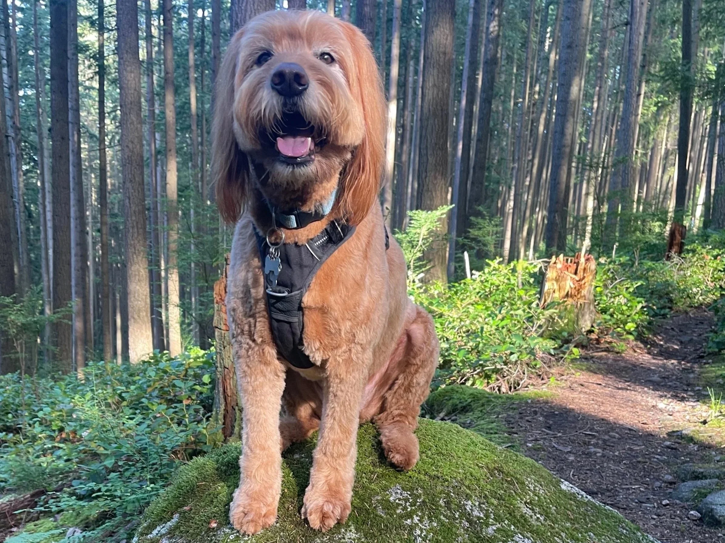 Leading with Curiosity: A Practical Skill for Better Conversations at Work