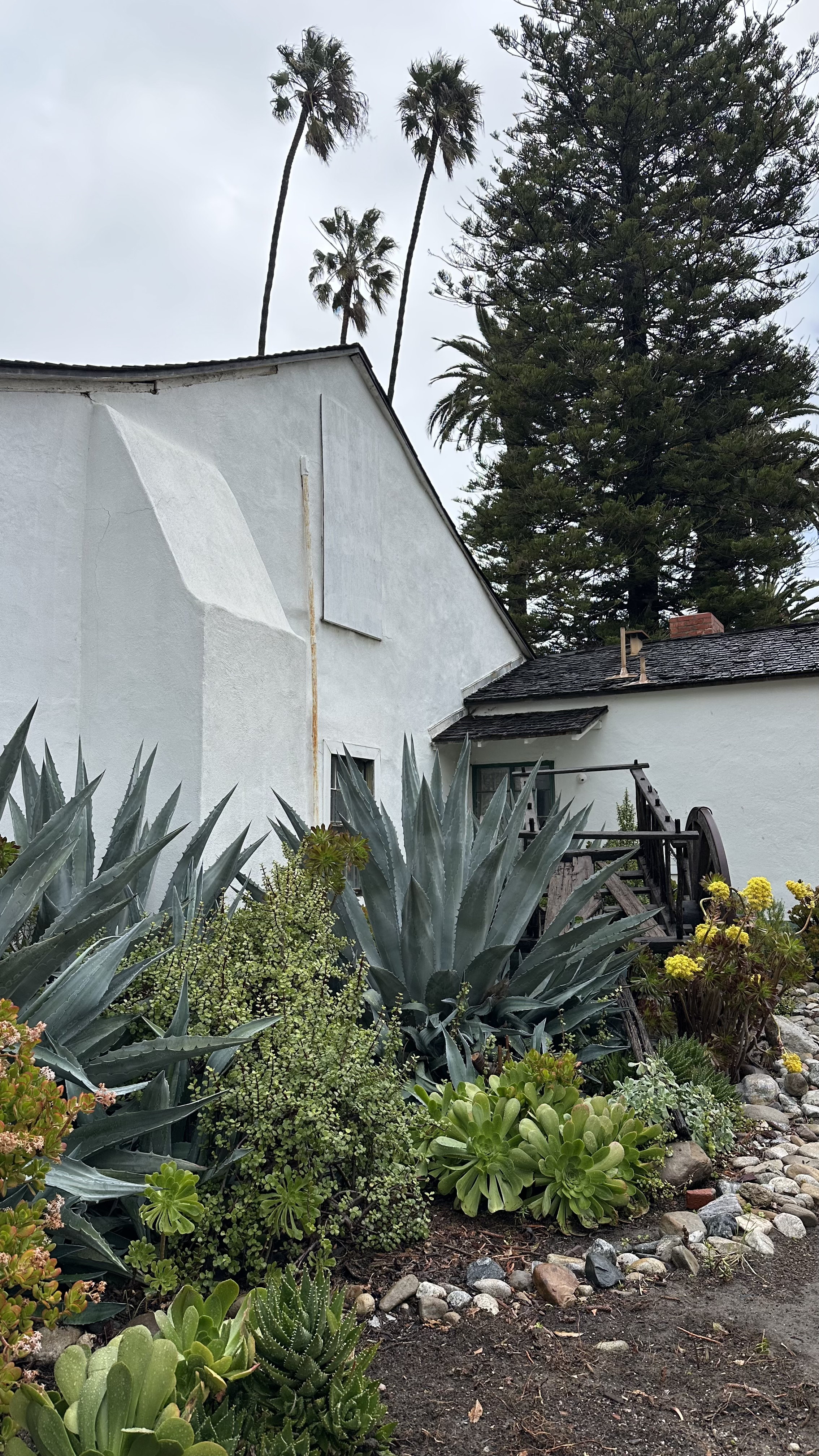 A garden with large succulents and agave plants in front of a white house with a small porch, trees, and cloudy sky.