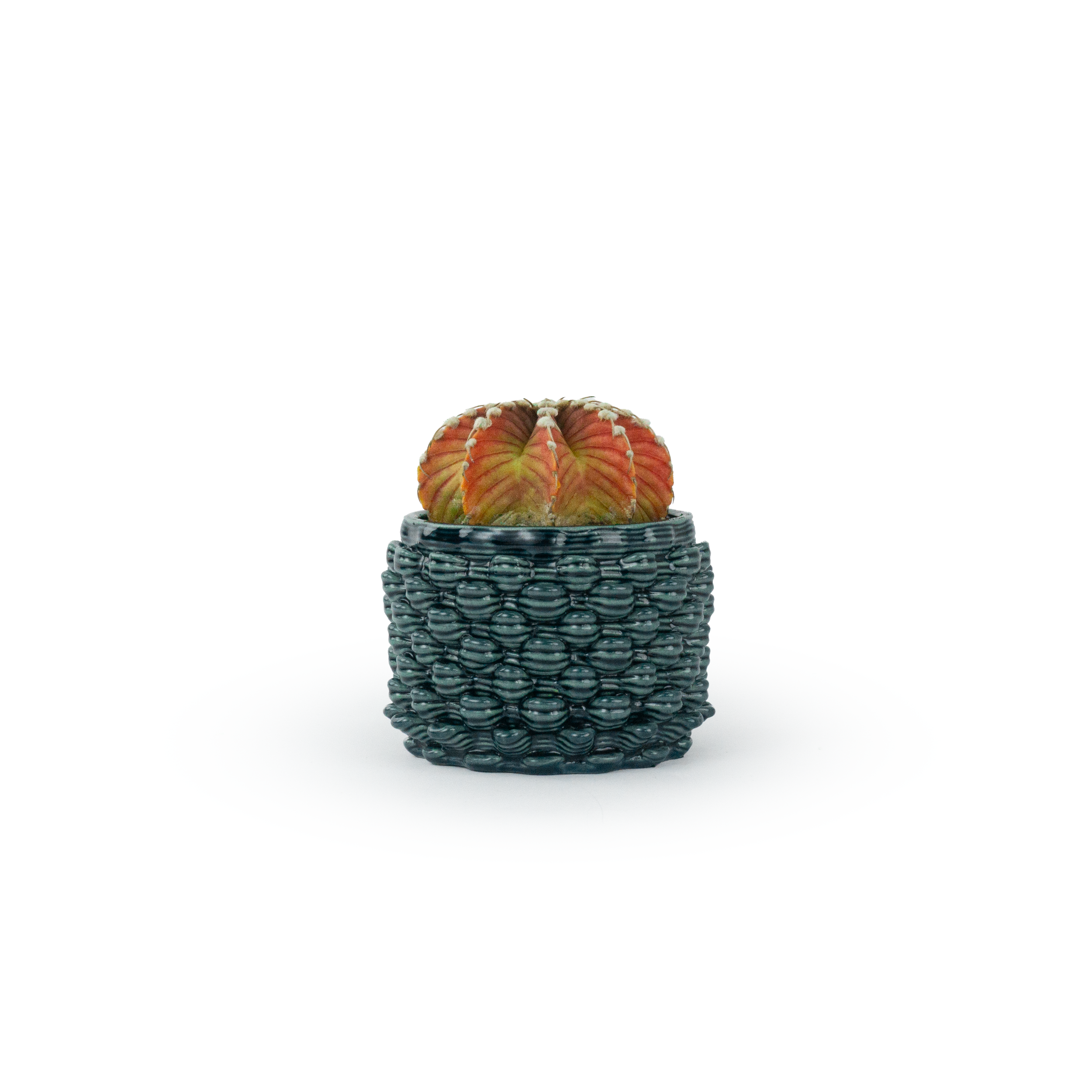 PLNT-L2 PETAL-L-STORM-CACTUS.png
