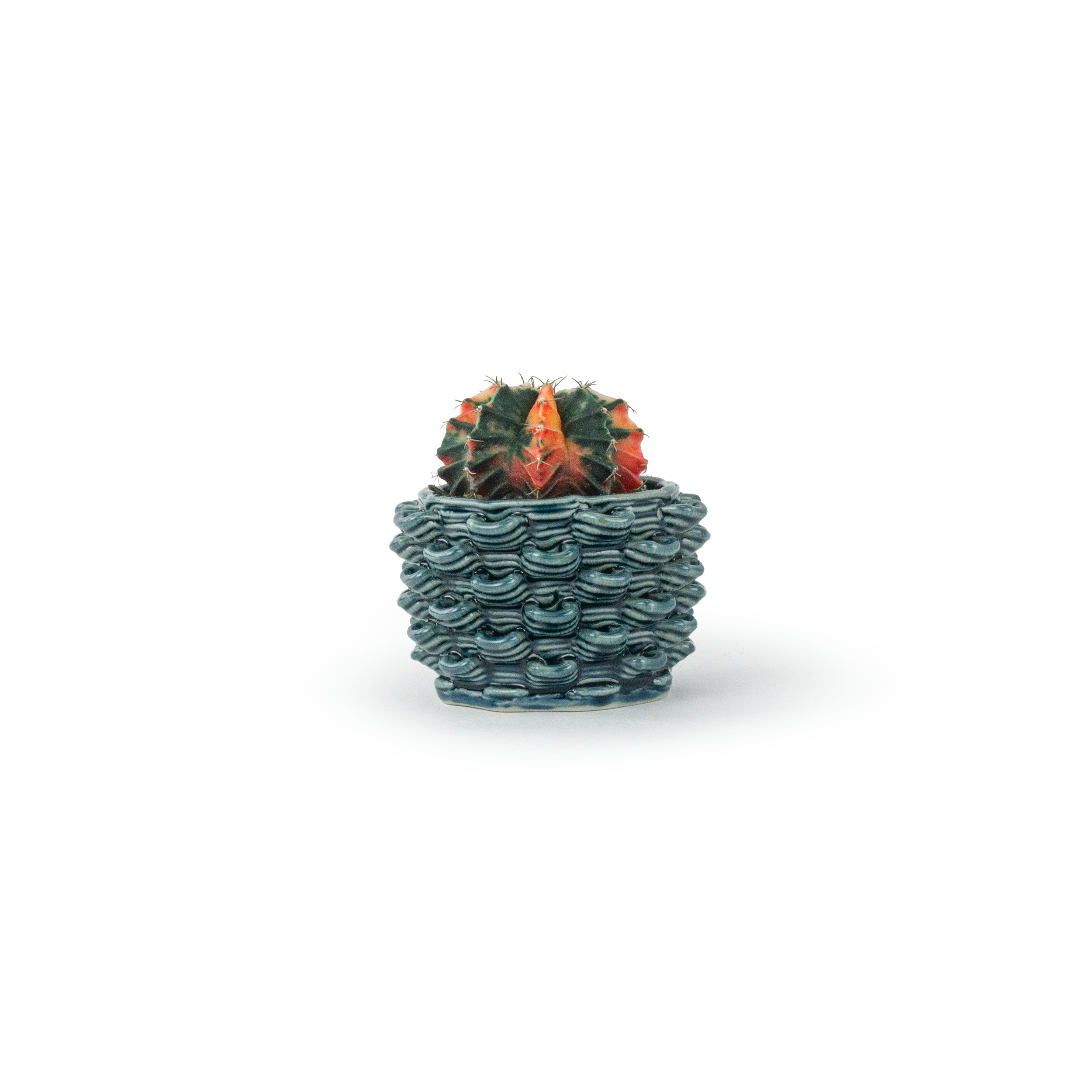 PLNT-L1-S-STORM-CACTUS.png