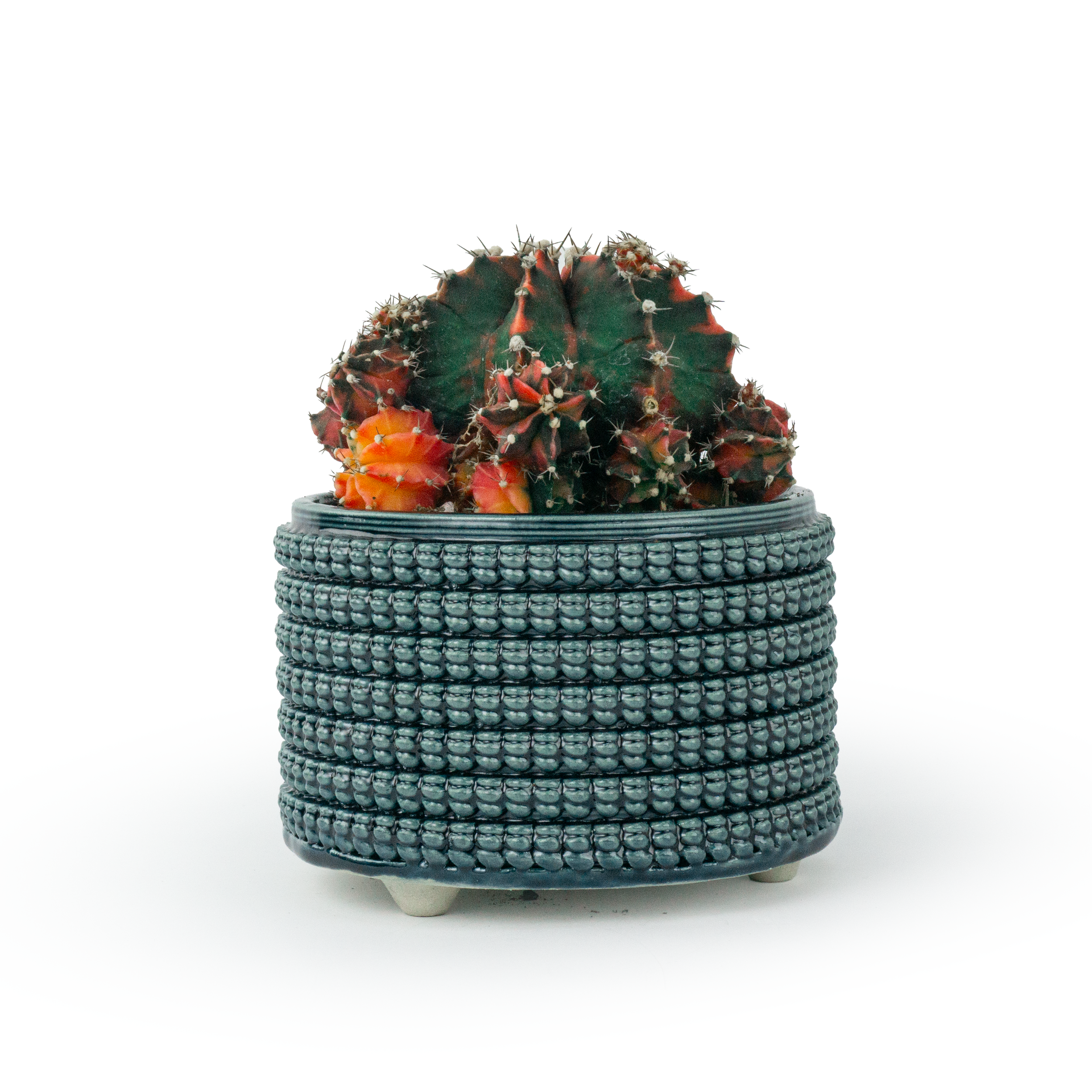 PLNT-MS-4-STORM-LEGS-CACTUS.png