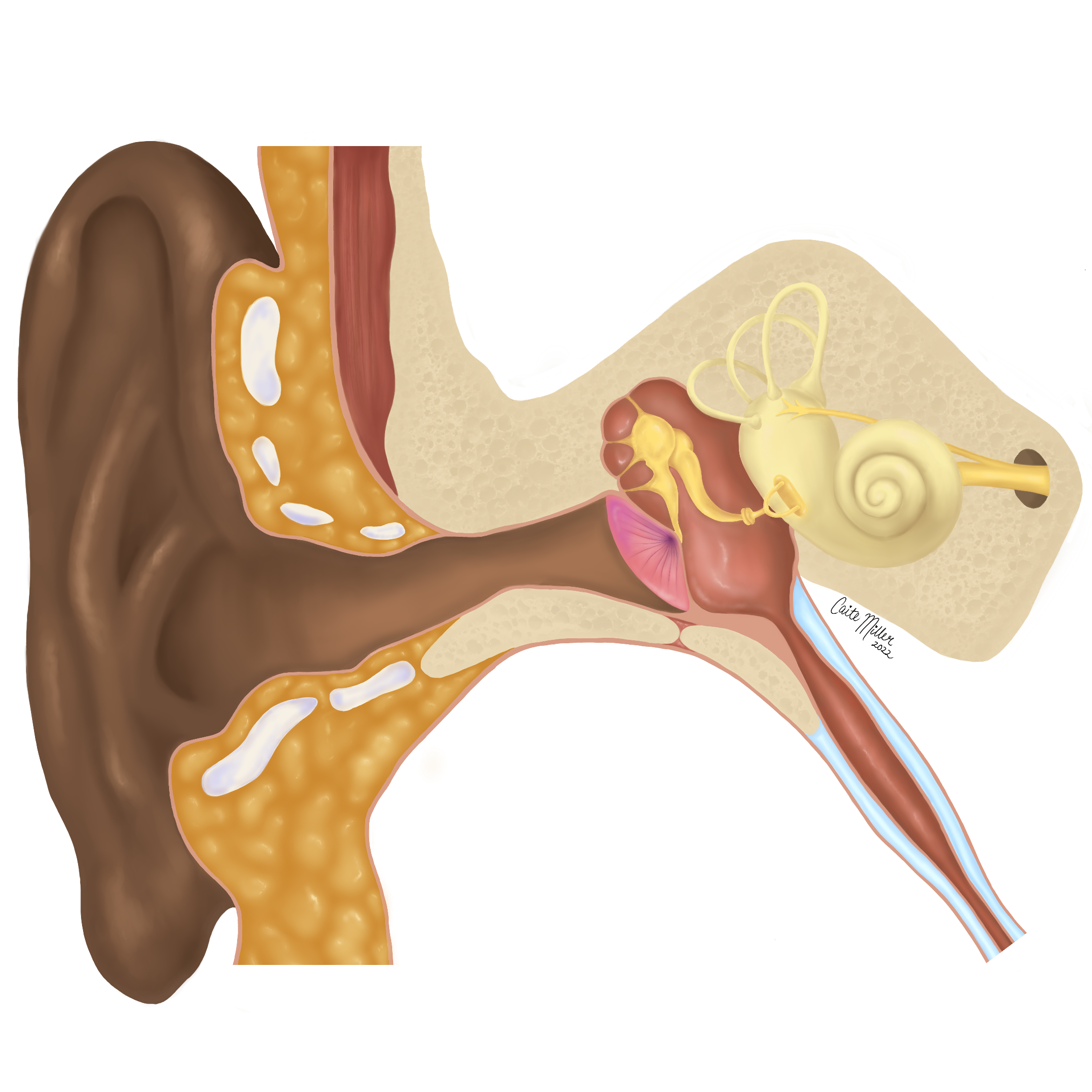 Ear_Anatomy_square.png