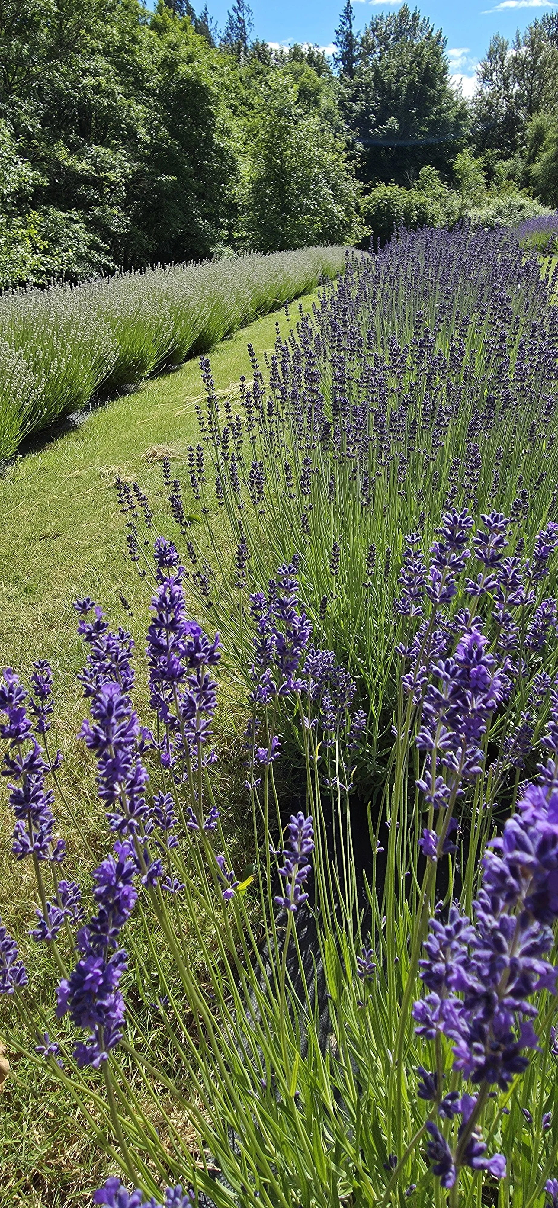 Row of lavender plants in bloom along a grassy path with green trees in the background under a blue sky.