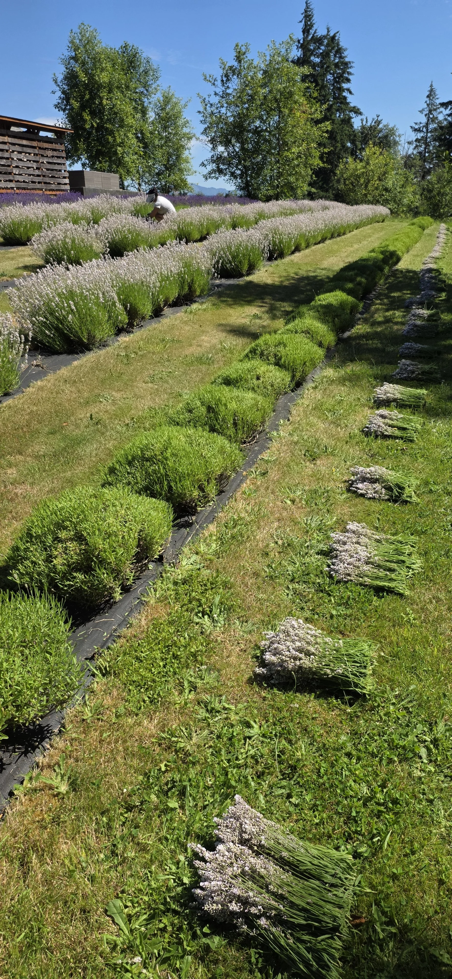 Rows of lavender plants with harvested bouquets laid out on the grass in a lavender farm on a sunny day.