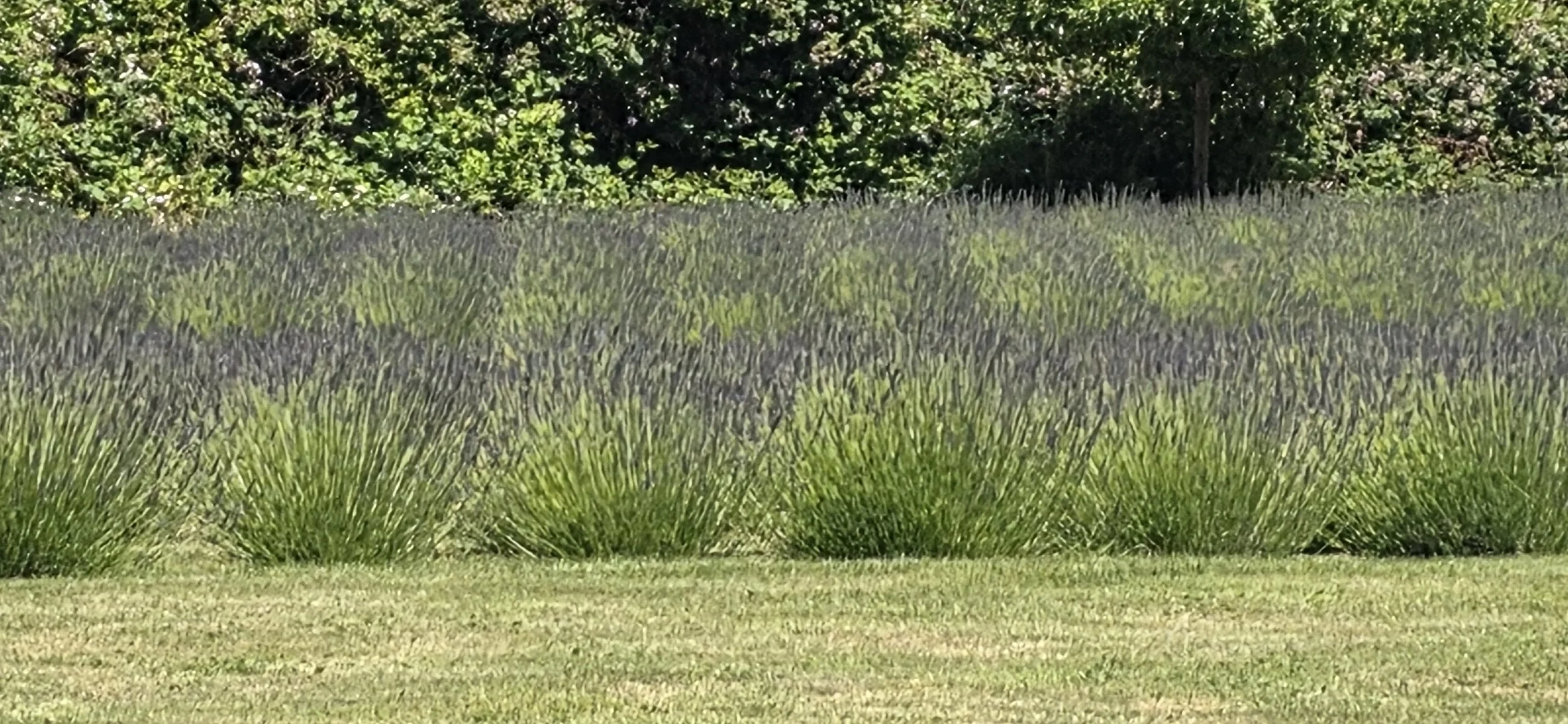 Close-up of a landscaped garden with green grass, purple lavender flowers, and a row of bushes in the background.