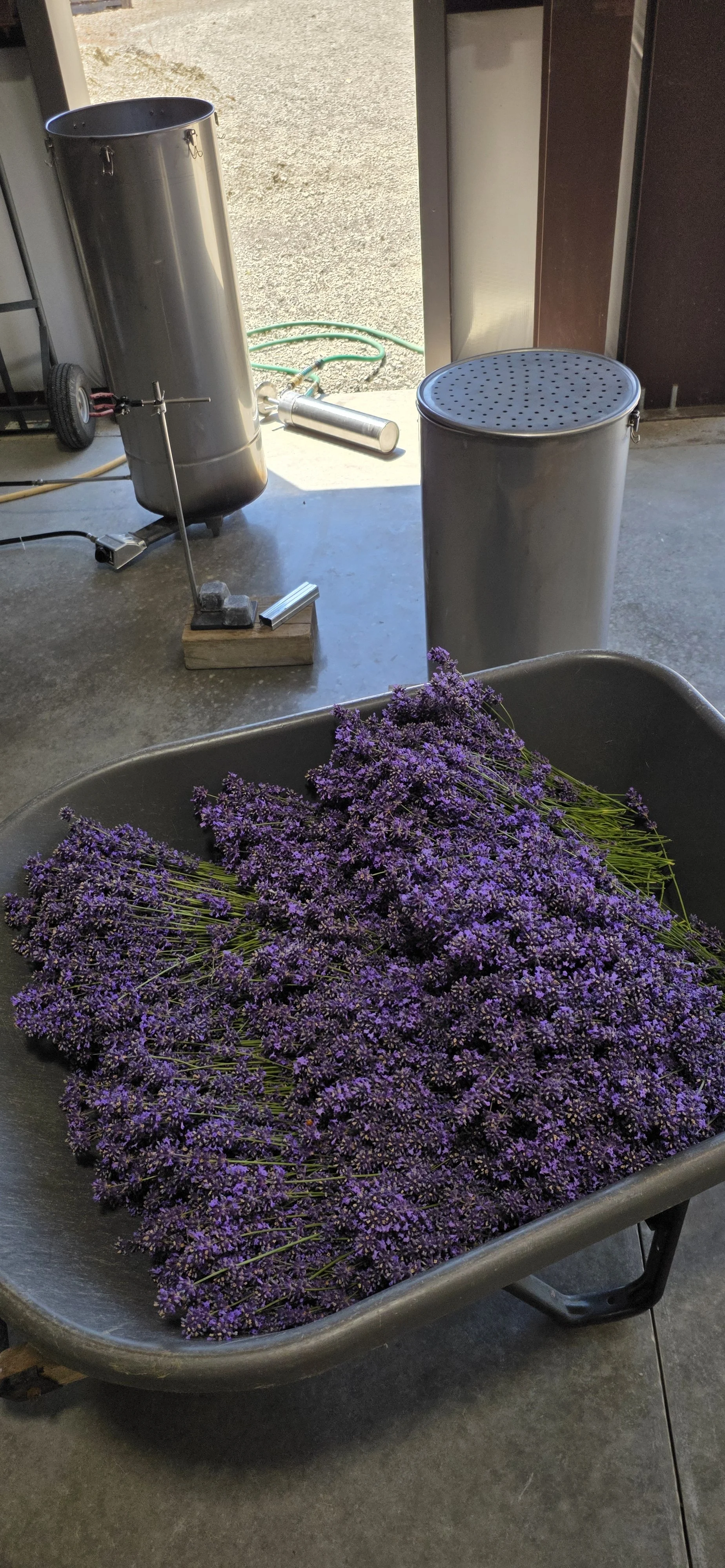 A wheelbarrow filled with purple lavender flowers in the foreground, with a metal honey extractor and a green garden hose in the background.