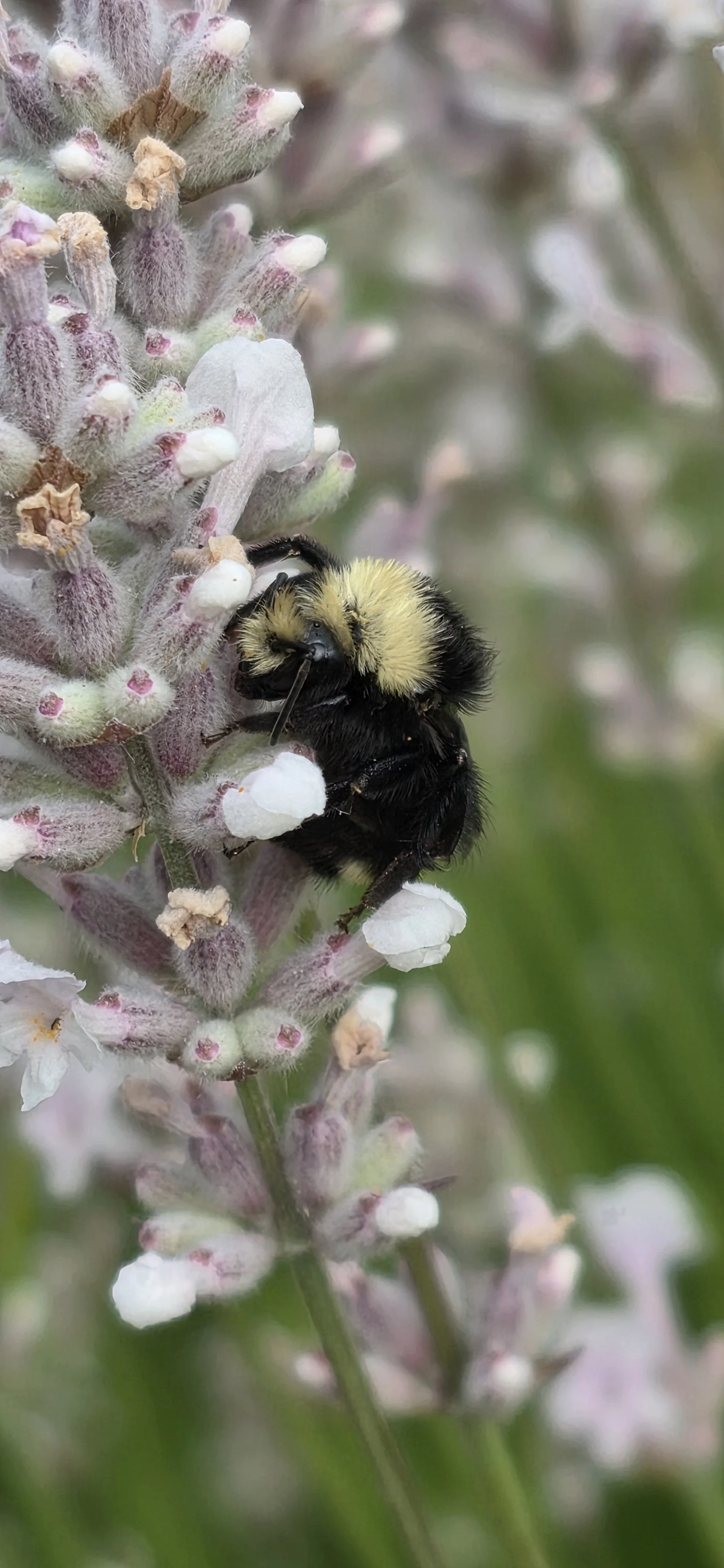 Close-up of a bumblebee gathering nectar from a flowering plant with fuzzy buds and white blossoms.