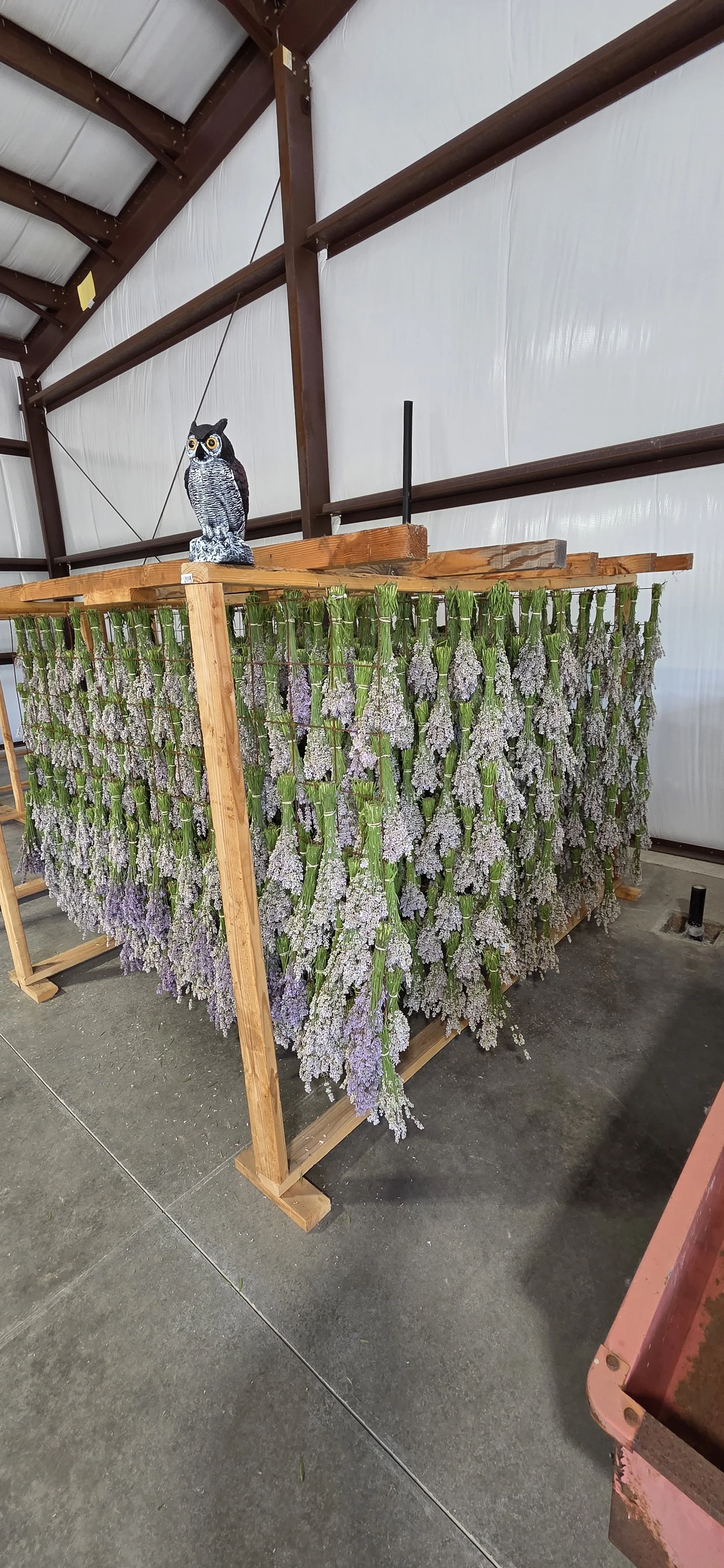 Wooden rack with hanging bunches of purple lavender and a black and white owl decoration on top.