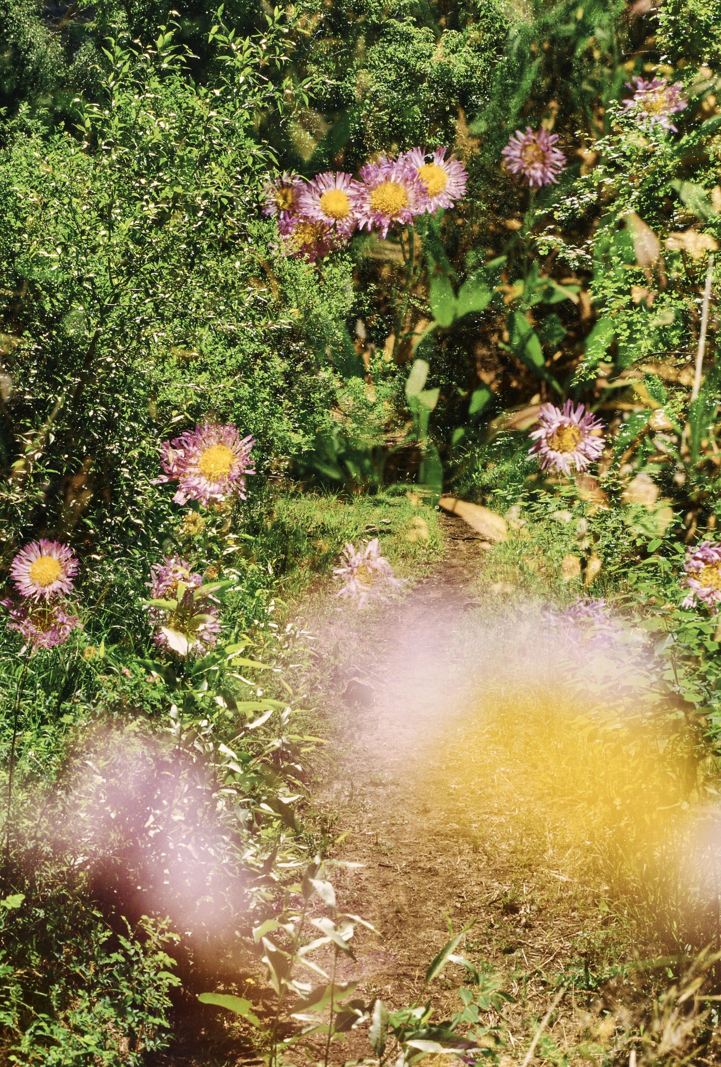 Double exposure photography project, a garden path with pink and yellow flowers along the sides, surrounded by green bushes and plants.