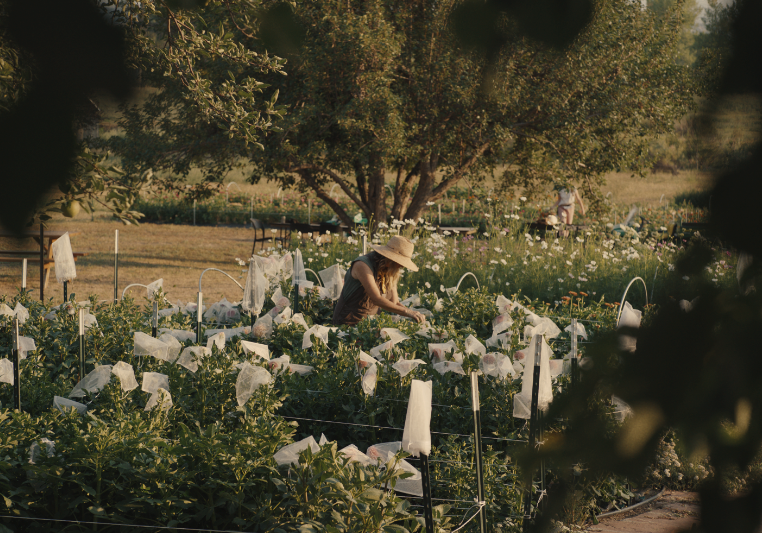 FLOWER_FARM_SS_00004.png