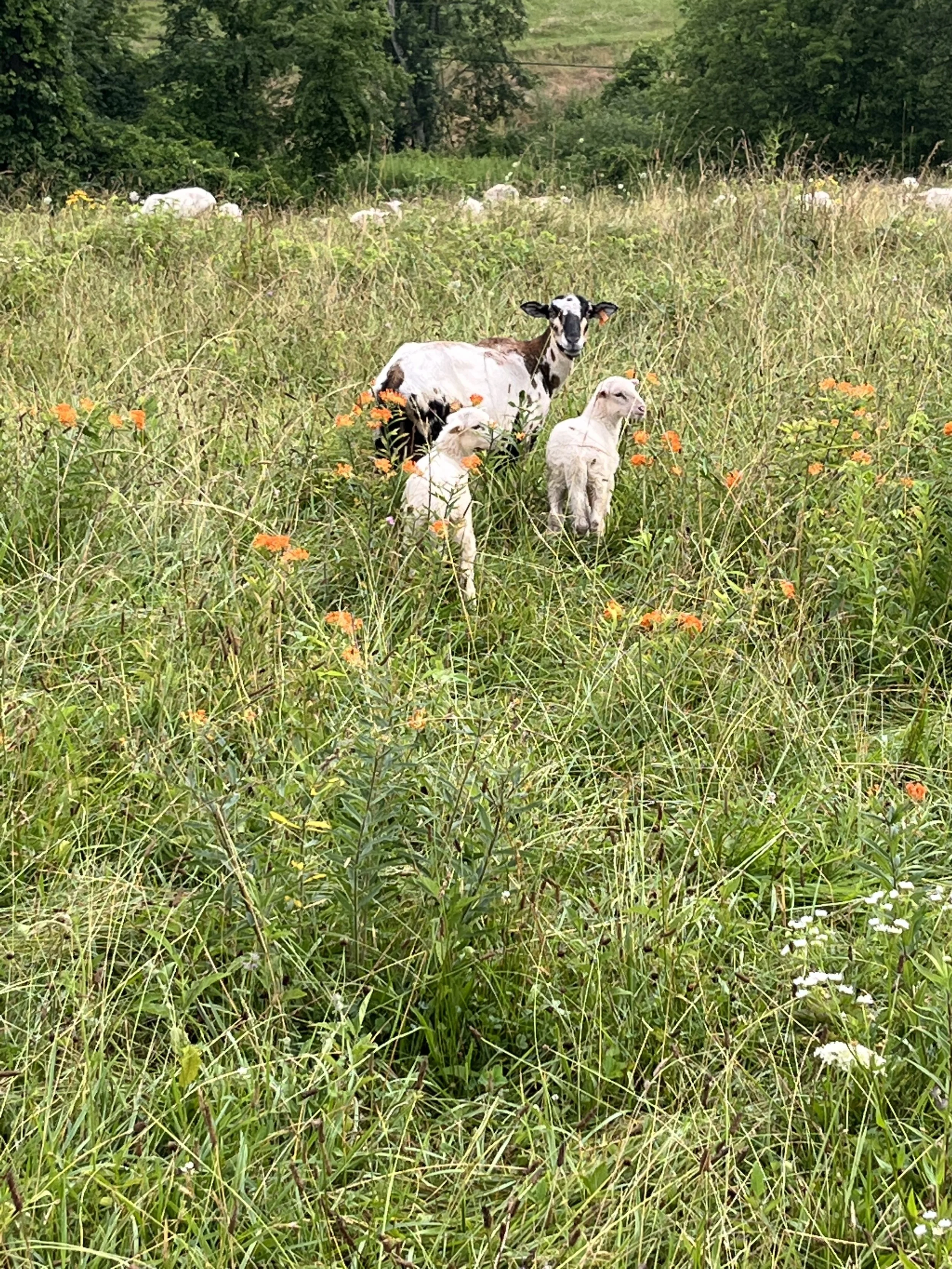 IMG_3237.jpeg