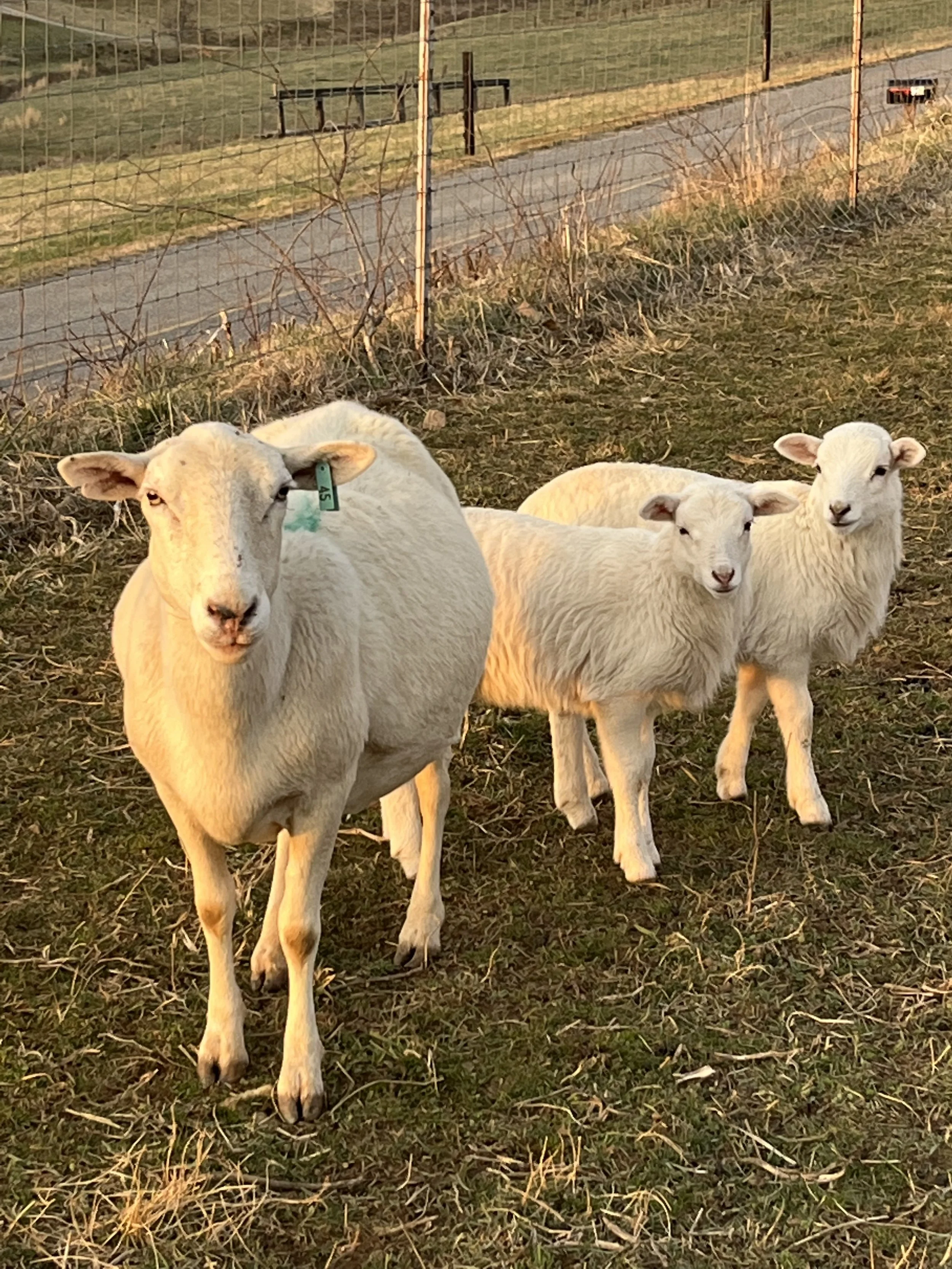 IMG_2226.jpeg