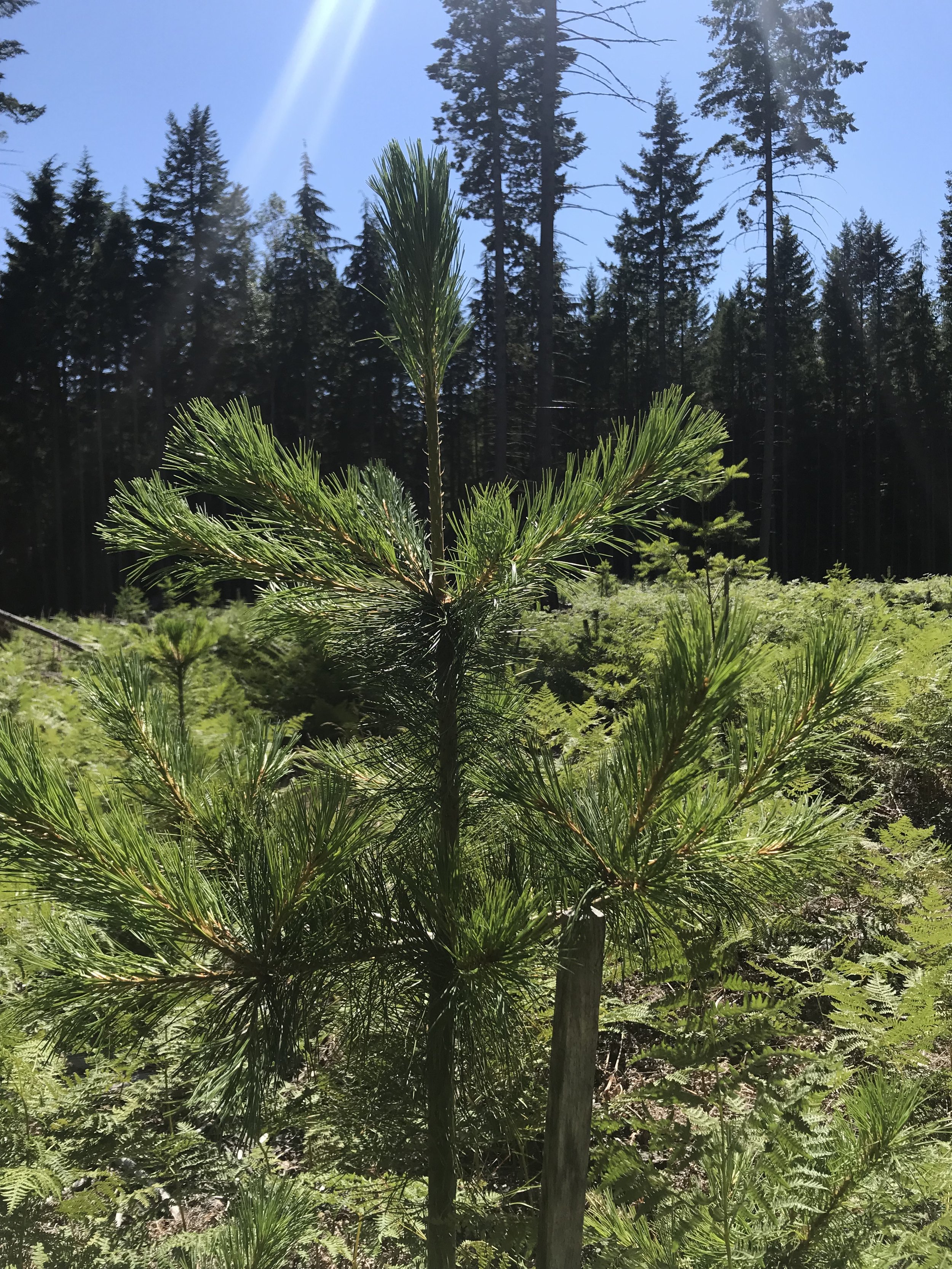trees_pine 2018.JPG