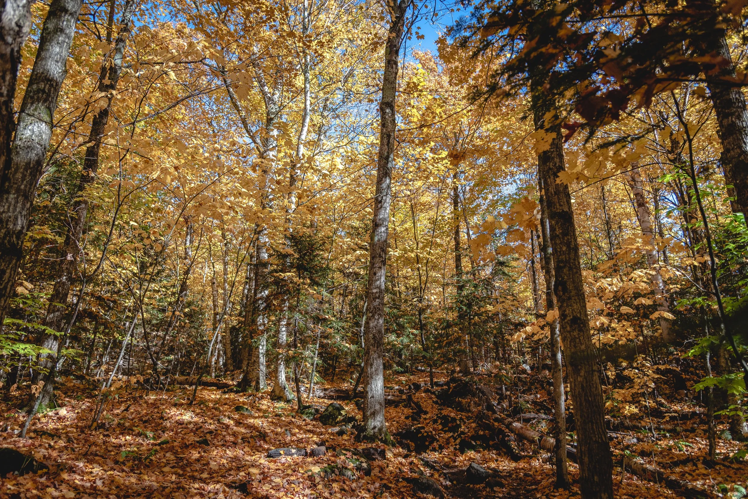 DSC_3957-min.jpg