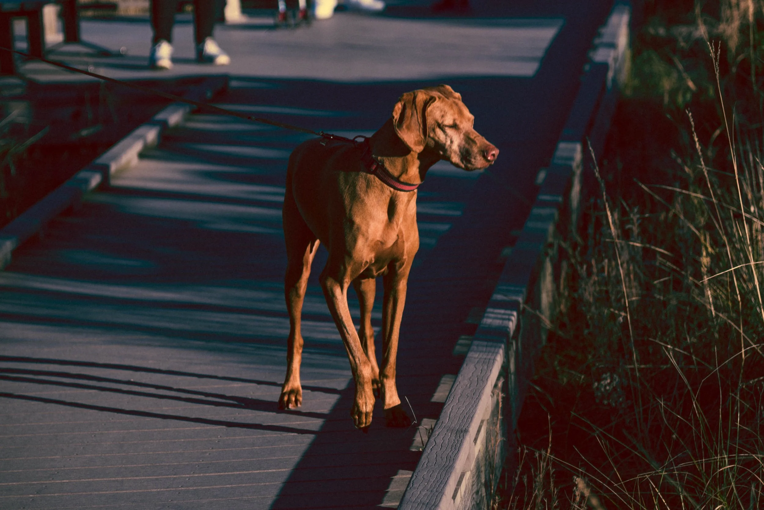 DSC_6027.jpg