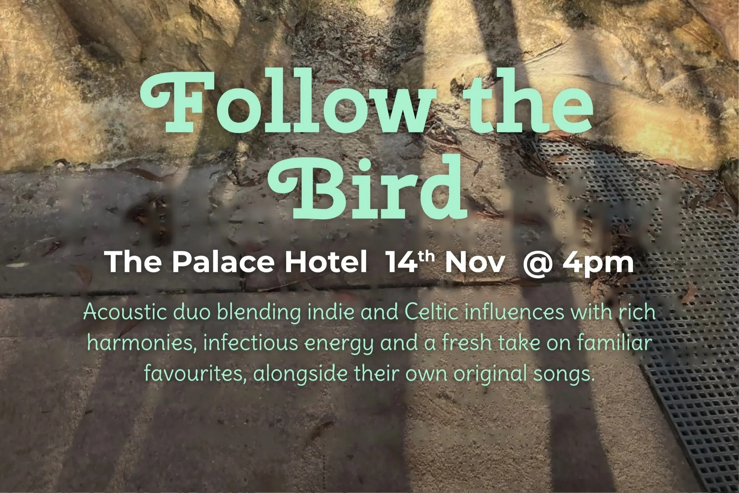 Follow the Bird | Live Music