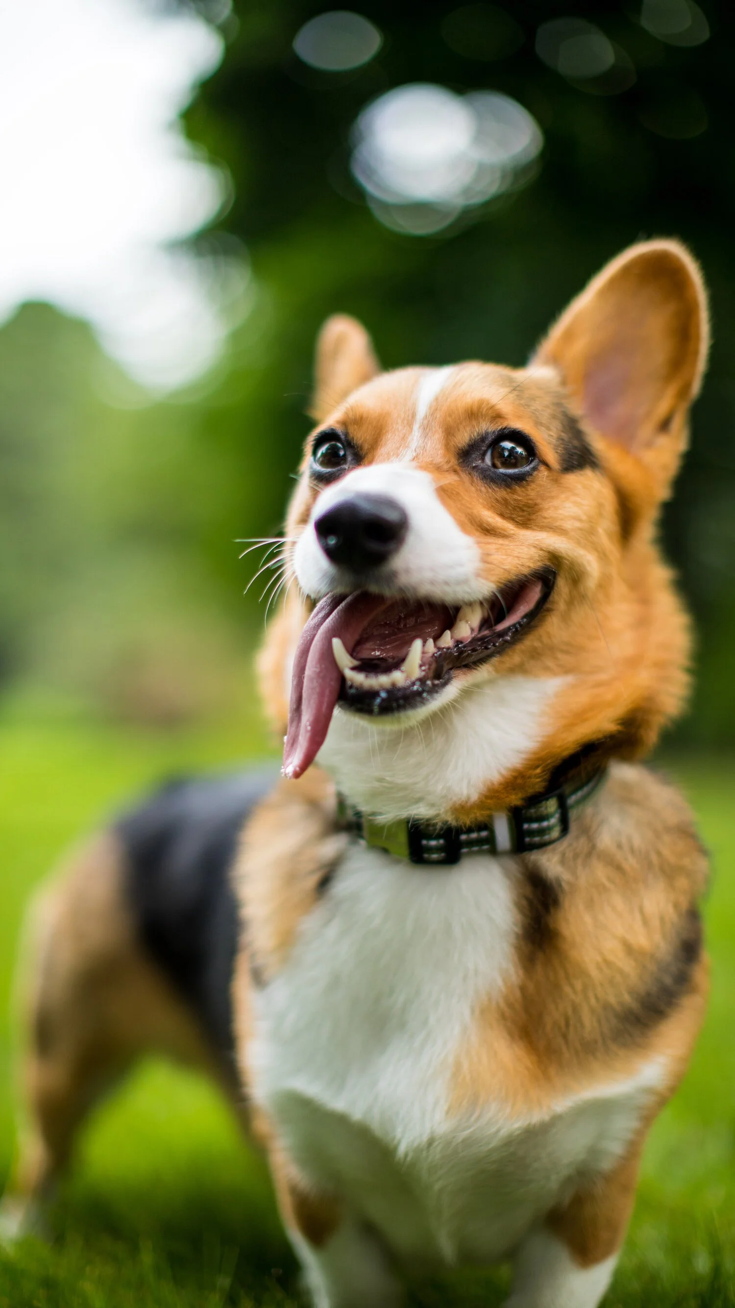 Role: Photographer |
Client: Rachael Ray Nutrish