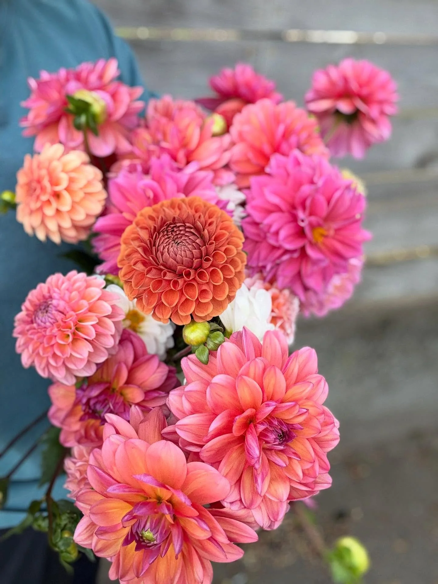 We hate to say it but this weekend will be our final farm stand!
We have had the most incredible year giving this crazy idea a go and all of your support has meant the world to us!
So stop by, say hi and I&rsquo;m not sure you need any other reason t