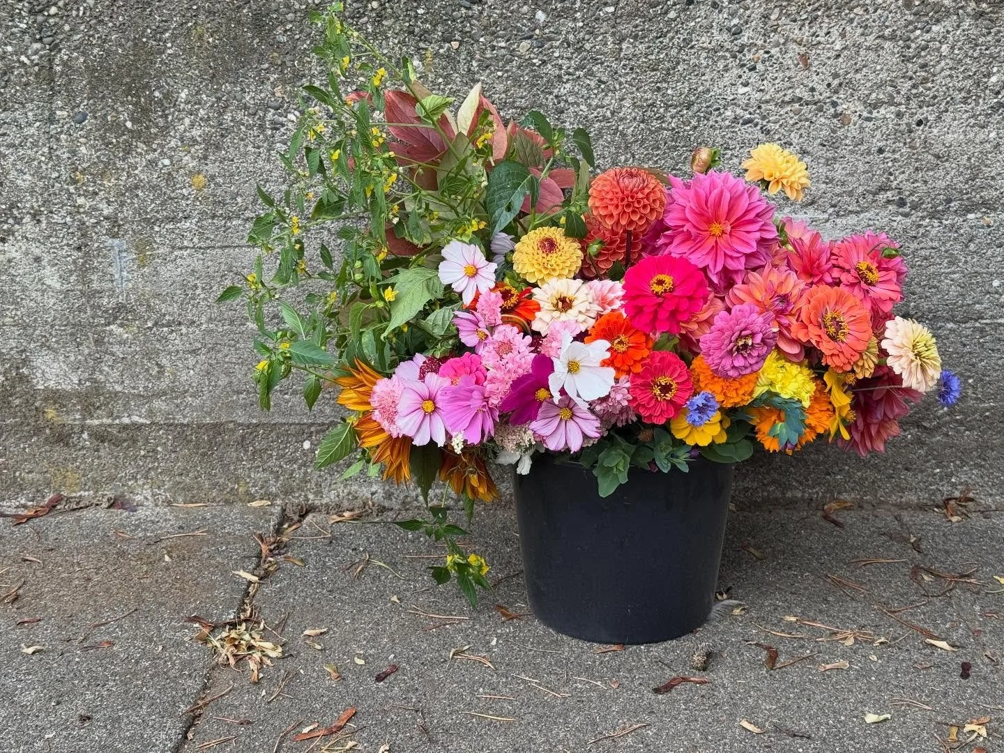 Starting to really miss the summer blooms and garden walks. Everything has officially died back now as we hit our first frosts this week in western Washington. 
My saving graces are officially my cold frames with ranunculus, poppies and lisis and the