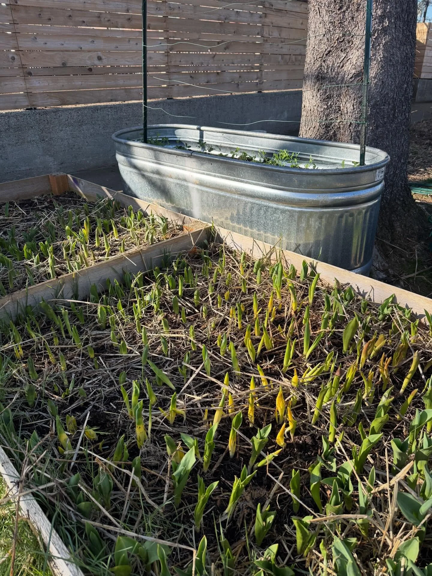 It&rsquo;s always quiet on here in the winter but don&rsquo;t worry I promise the flowers are coming!
Tulips and Sweet Peas looking super cute in the afternoon sun (Yes, sun in the PNW! Pinch me!) and today the rest of the flower seeds that will be s