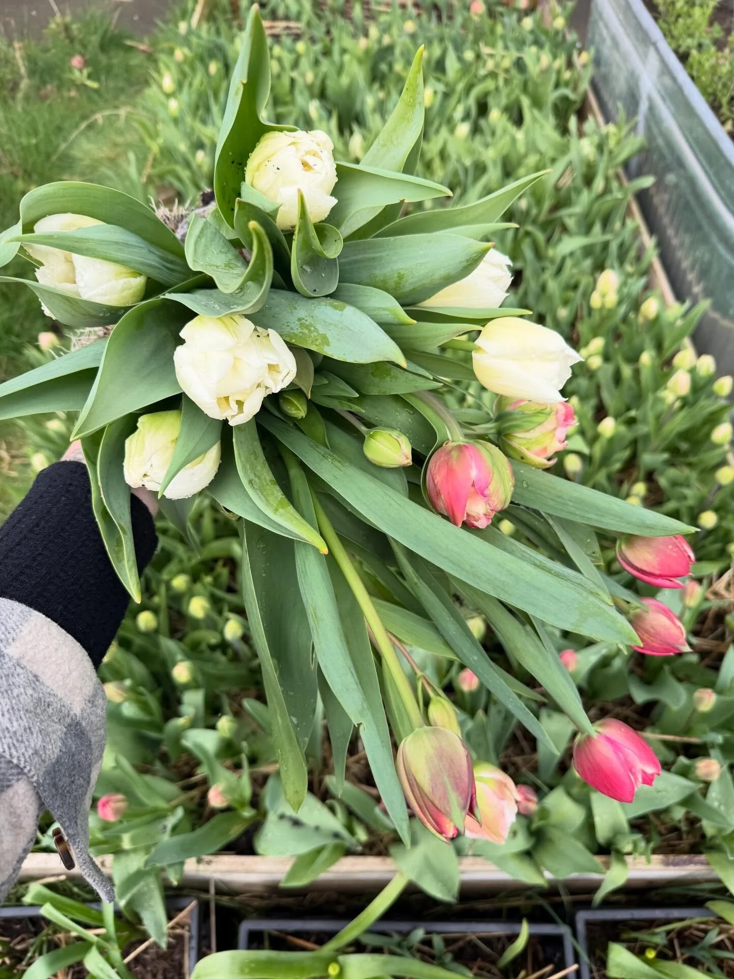One of my absolute, most favorite seasons is starting!

Tulips have become a staple here in our little farm and we are beyond lucky that in the Fall we just drive right up the road to grab bulbs from some incredible growers in Mount Vernon. 

Also su
