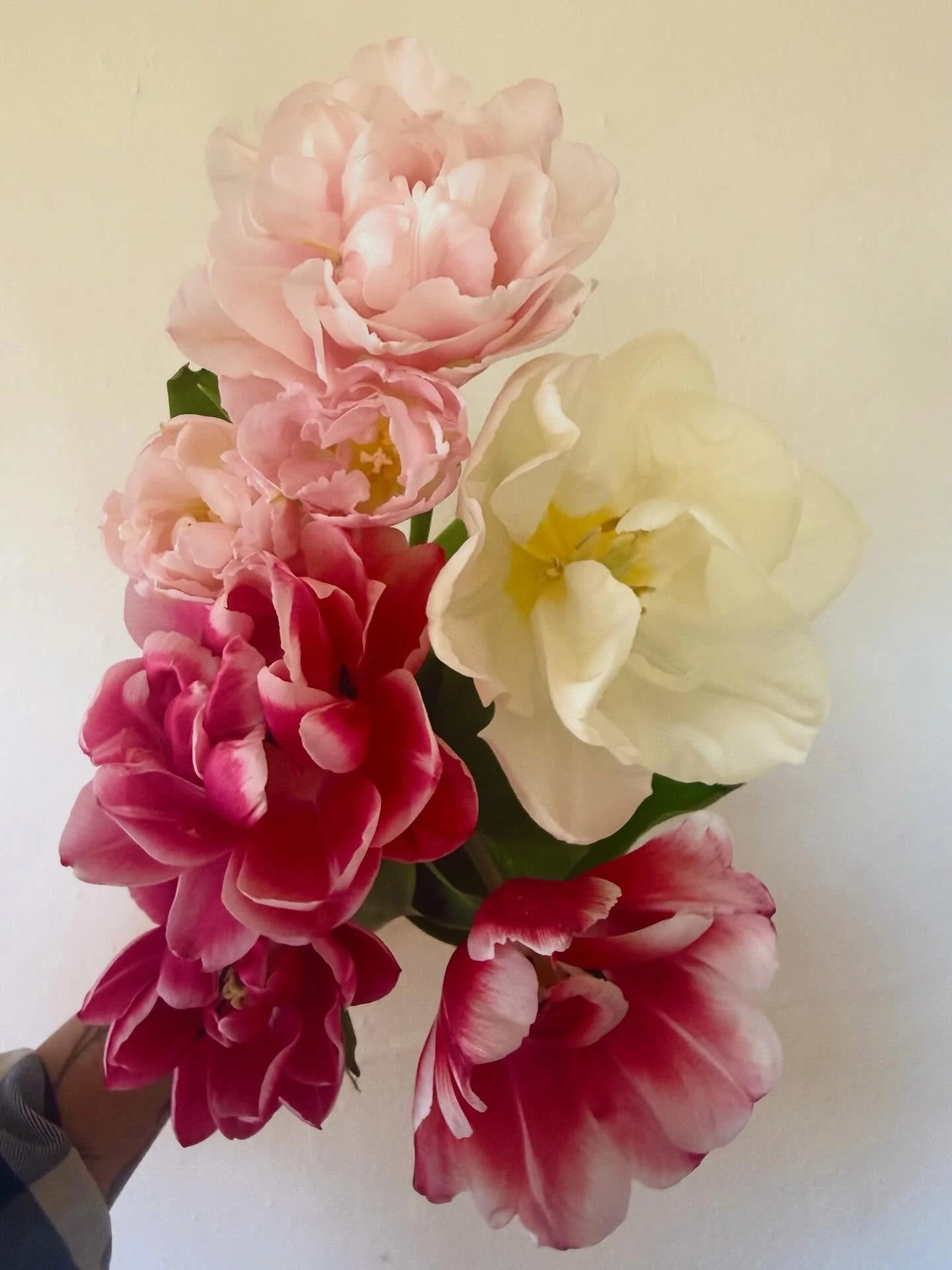 When the flowers look like a painting. . .
#flowerfarm #flowerfarmer #peonytulip #tulipseason #backyardflowerfarm