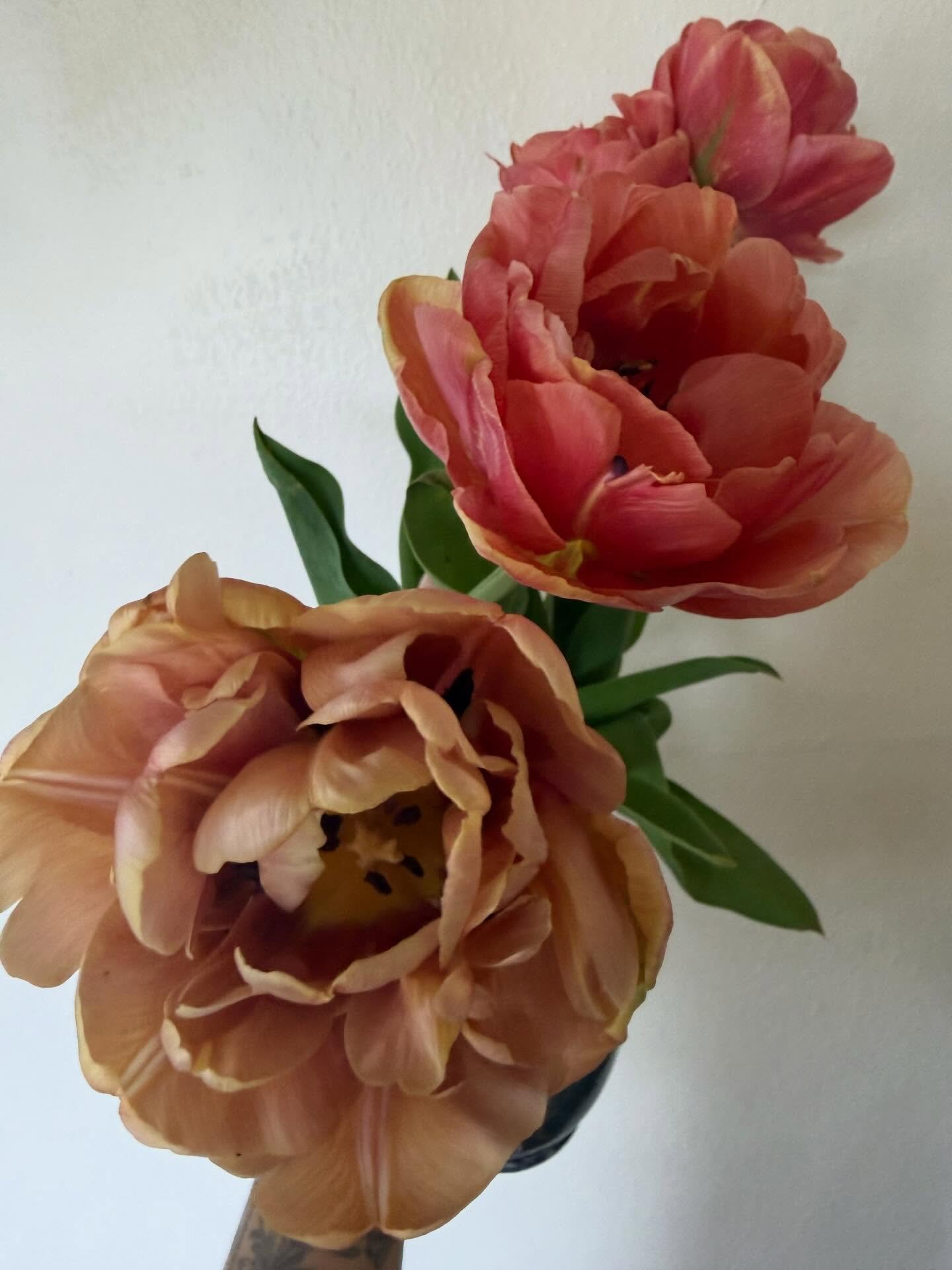 Oh it will absolutely never get old. . .

-copper image
-la belle &eacute;poque 

#tulips #peonytulip #flowerfarm #tinyflowerfarm #urbanflowerfarm