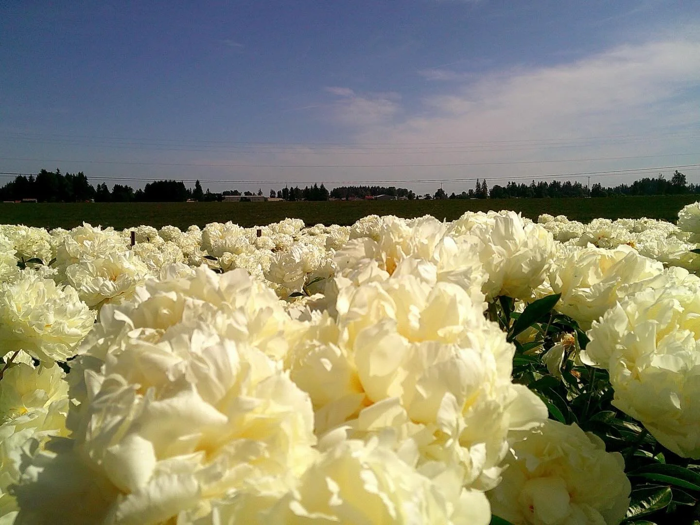 Got to visit @adelmanpeonygardens this weekend for the first time and I&rsquo;m fairly certain it won&rsquo;t be my last. I came home with a few new varieties that I can&rsquo;t wait to see join the rest of the blooms next spring!

#peonies #flowerfa